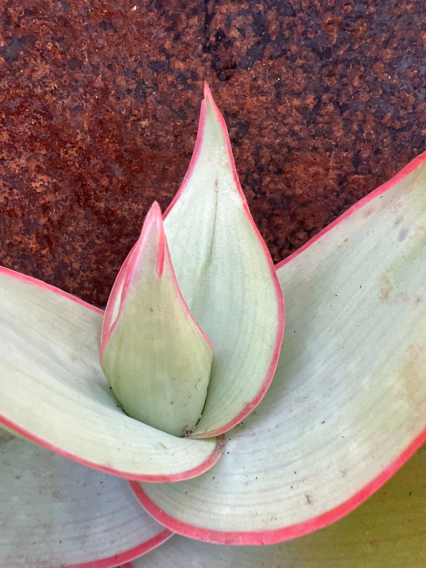 Aloe striata “coral aloe”