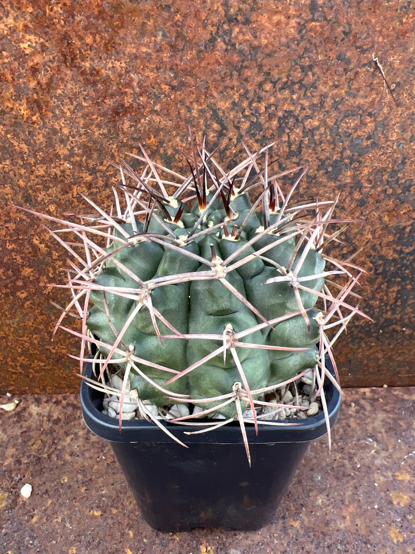 Gymnocalycium michoga
