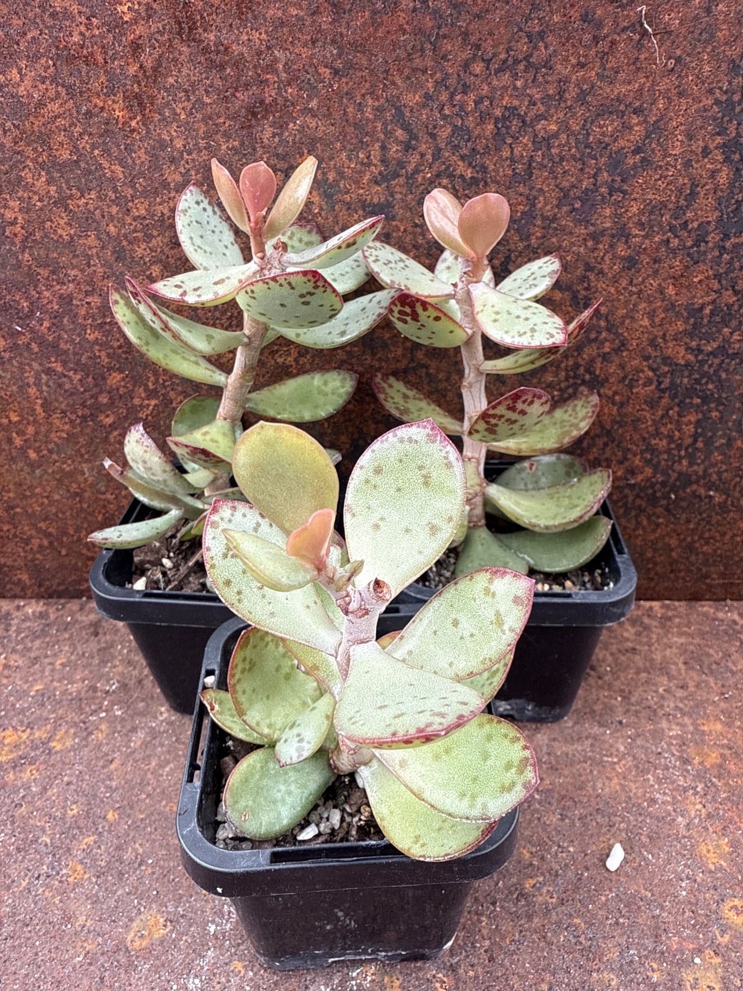 Adromischus schuldtianus 'Strawberry Cake'