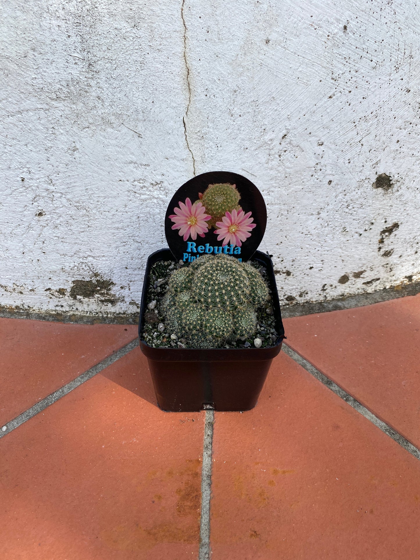 Rebutia 'Pink Sensation'