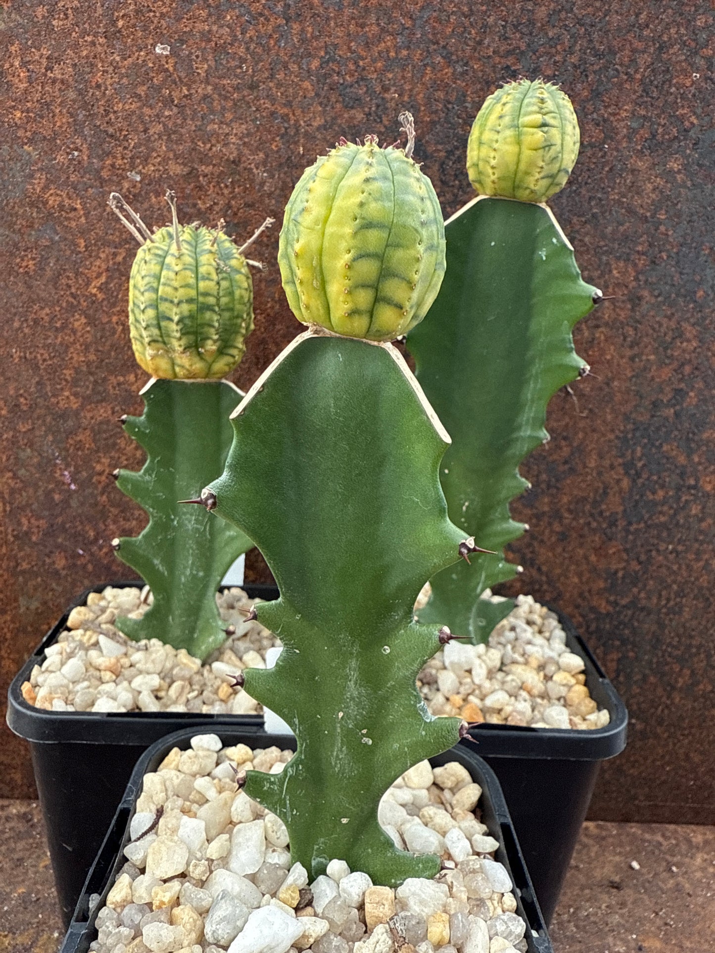 Euphorbia obesa variegated - grafted