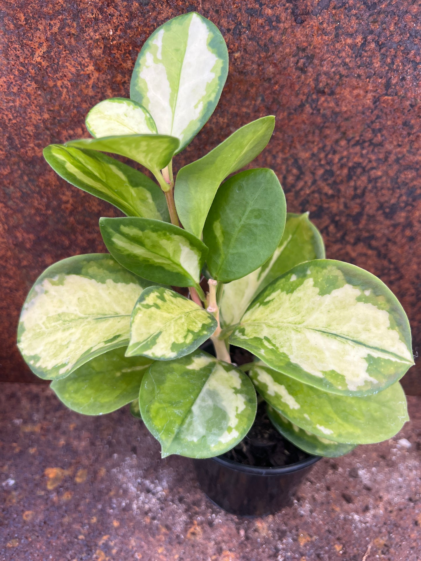 Hoya australis ‘Lisa’