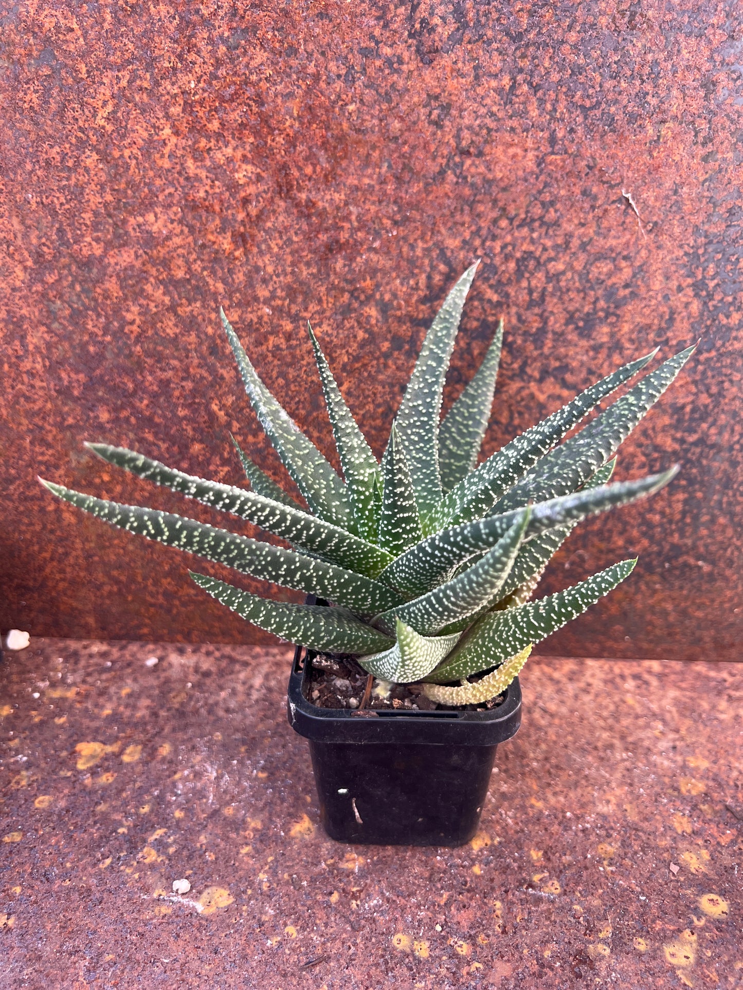 Gasteraloe 'Royal Highness'