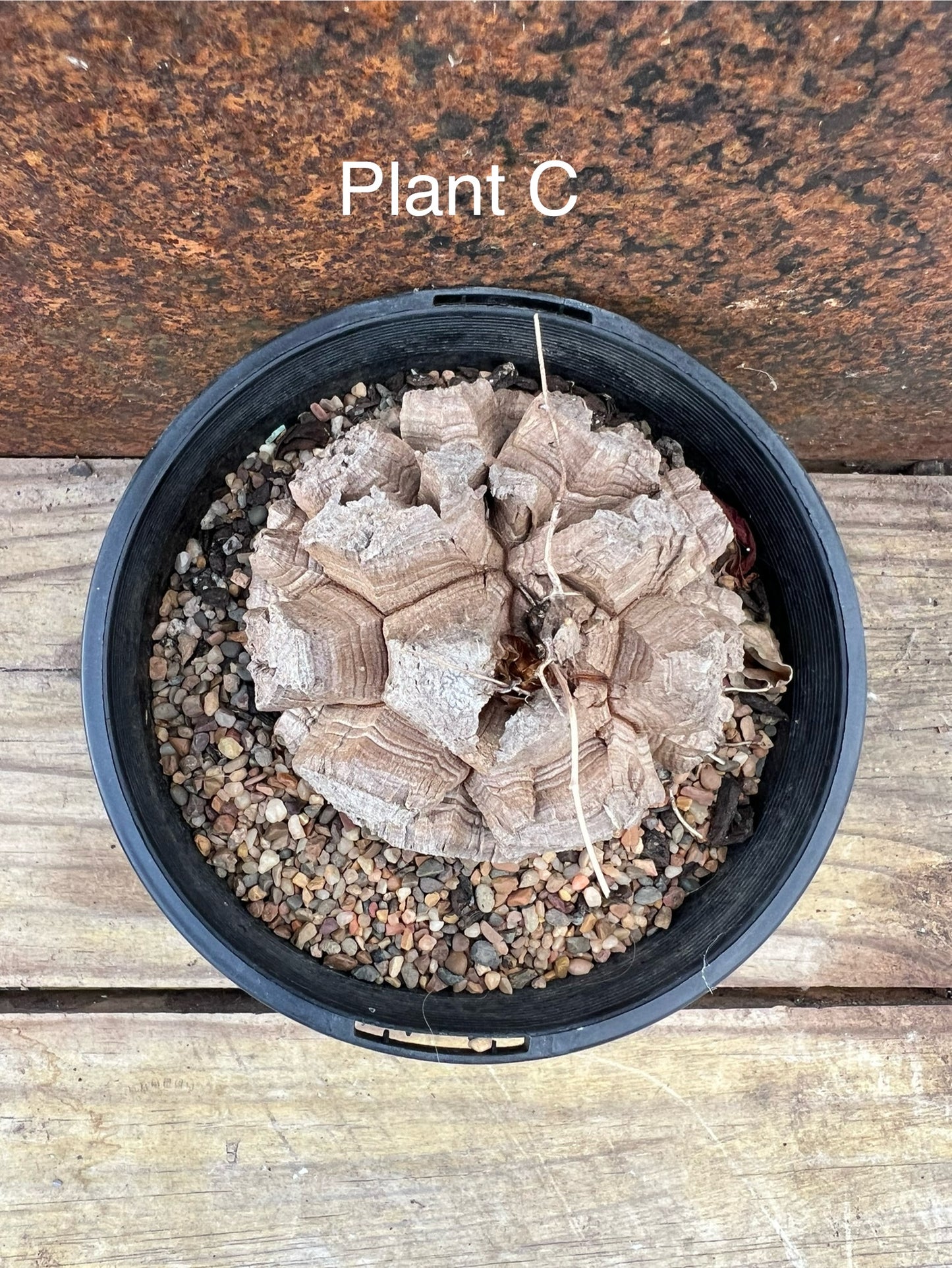 plant C - 78mm