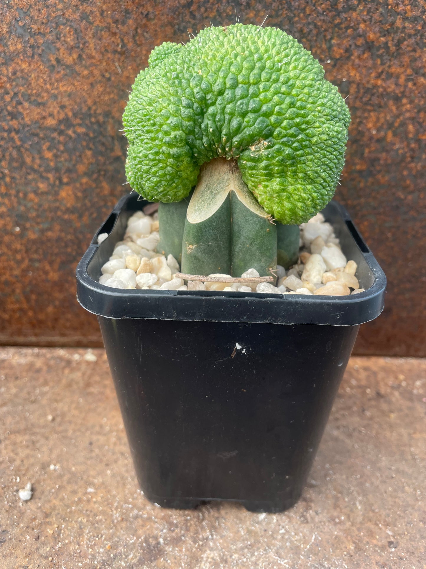 Rebutia krainziana cv inermis cristata - plant B