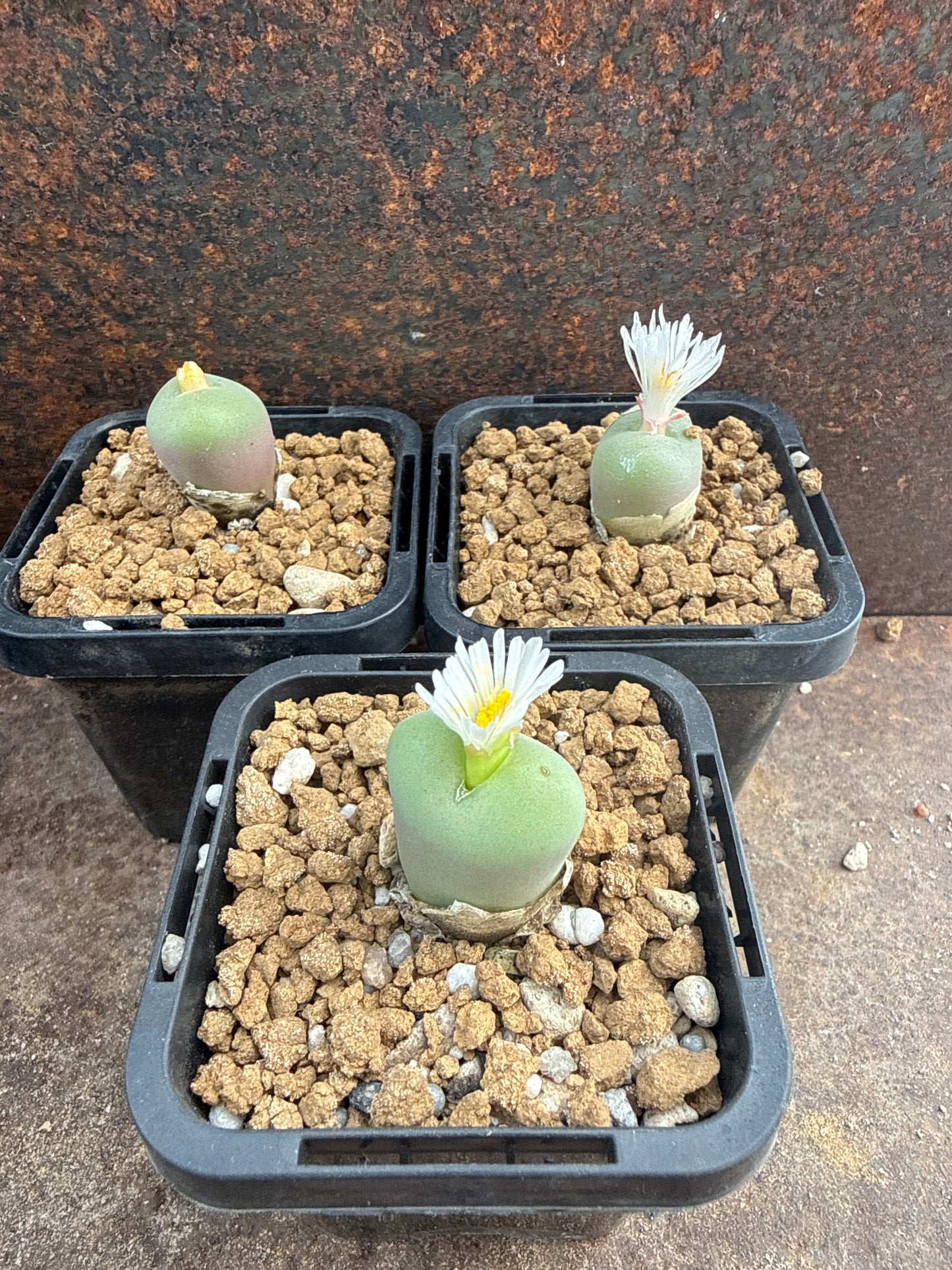 Conophytum concavum