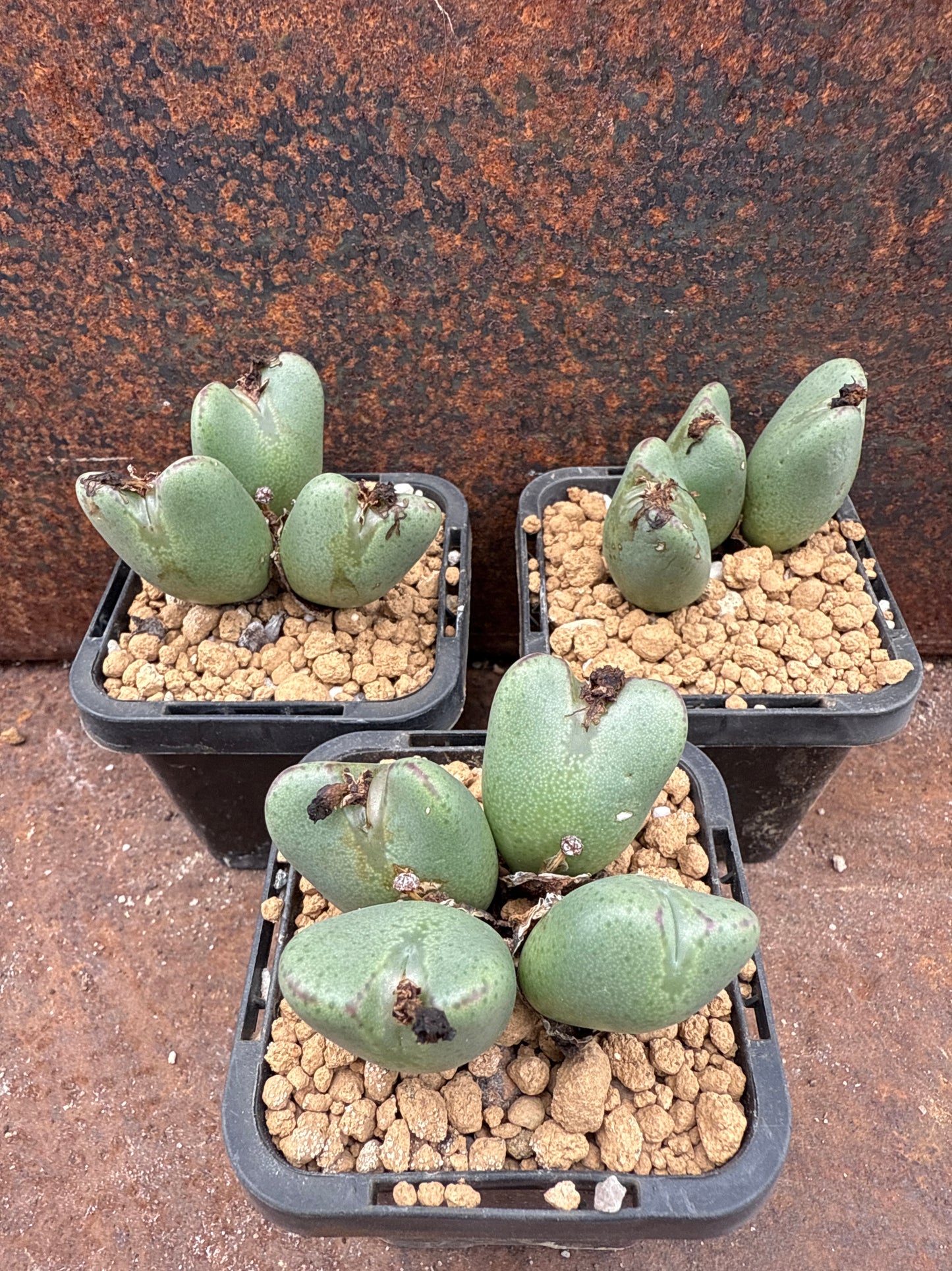 Conophytum bilbobum - dark orange flower