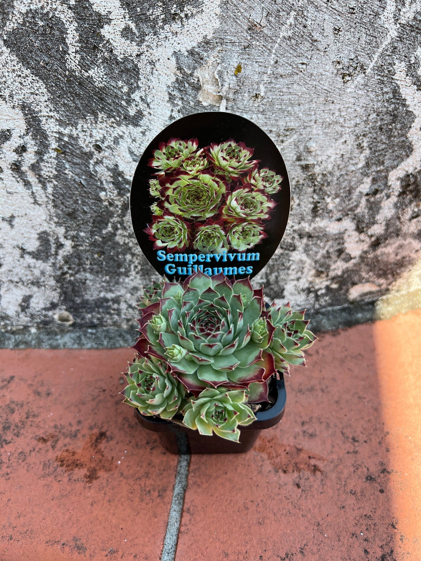 Sempervivum Guillaumes