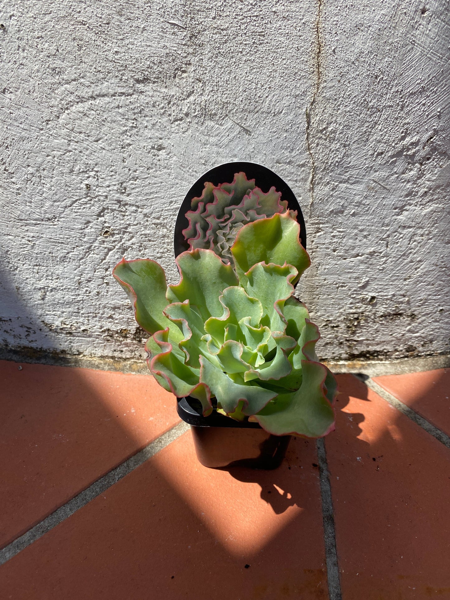 Echeveria Curly Locks