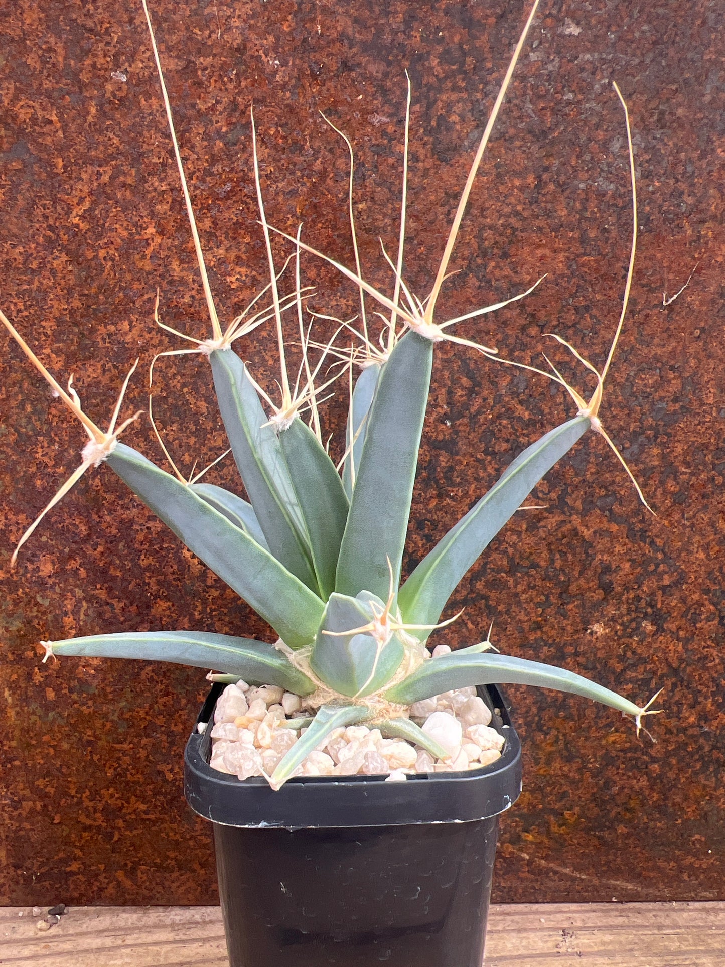 Leuchtenbergia principis