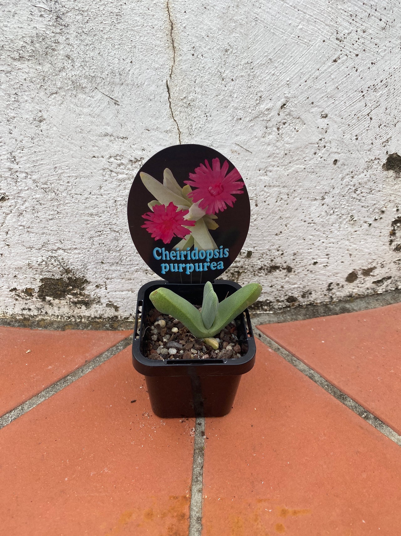 Cheiridopsis purpurea