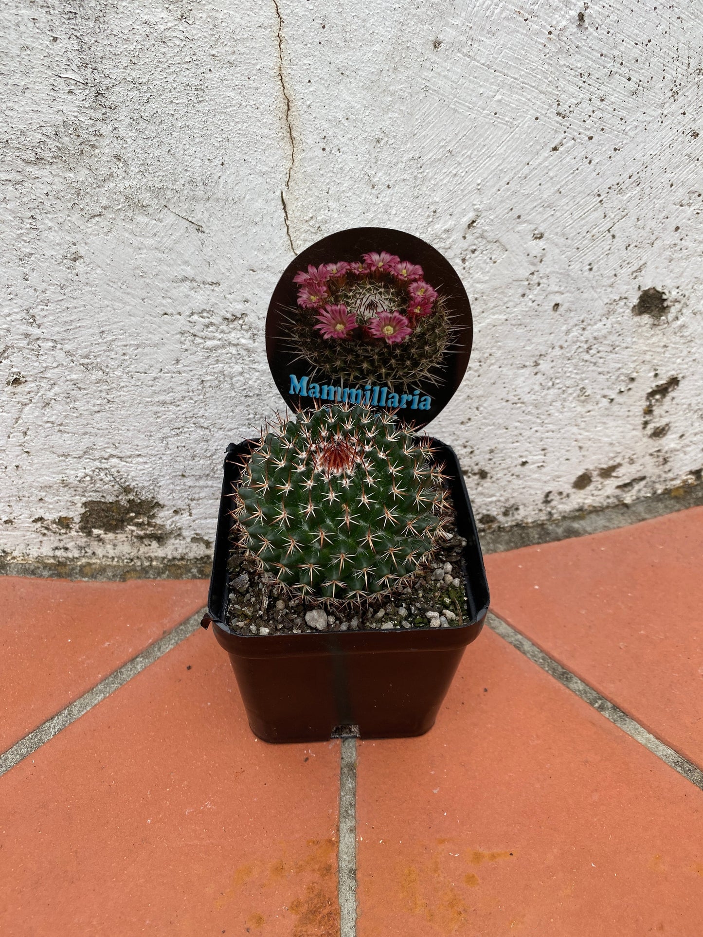 Mammillaria mystax