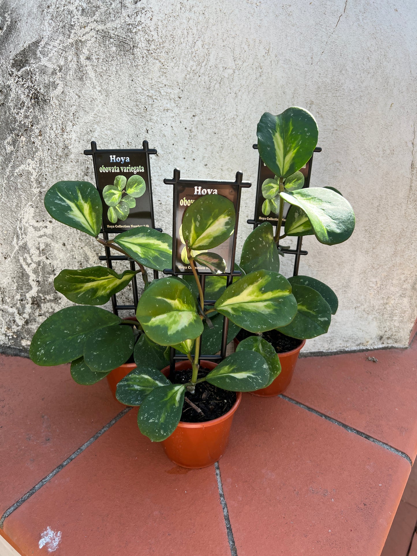 Hoya obovata Variegata 146