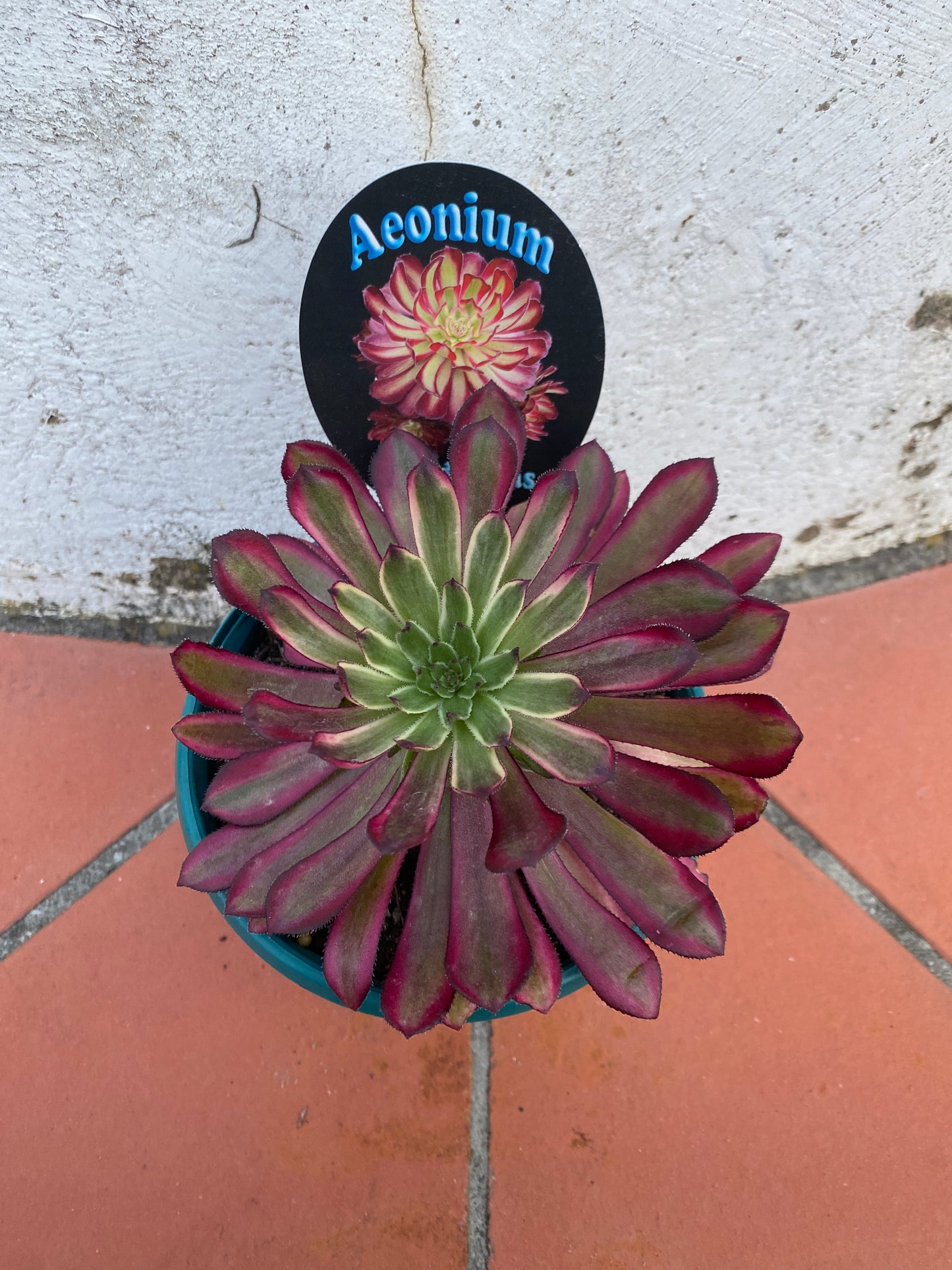 Aeonium Mardi Gras