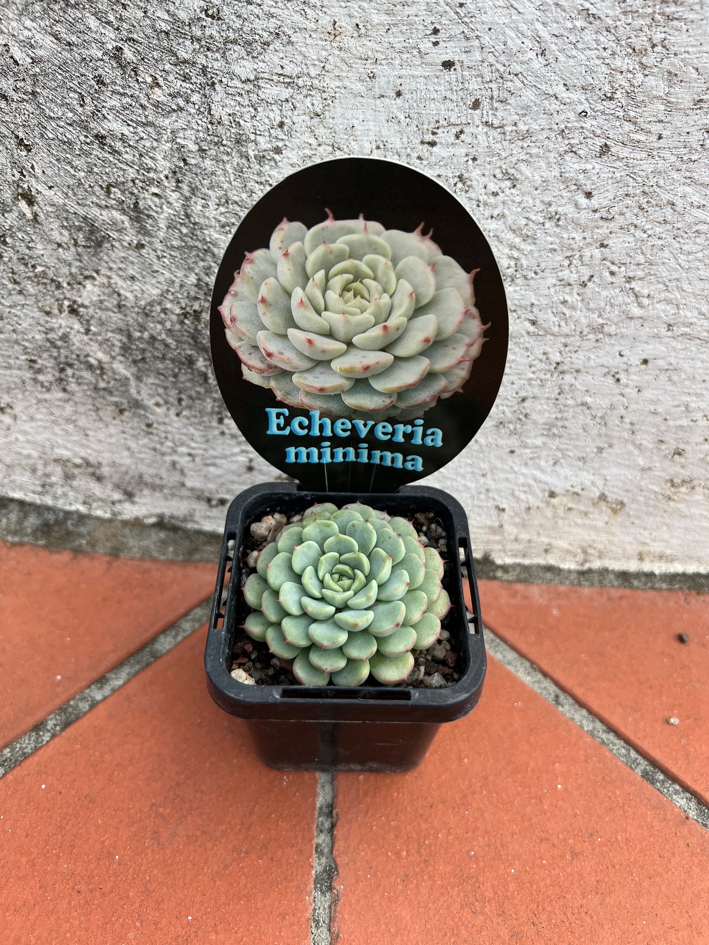 Echeveria Minima