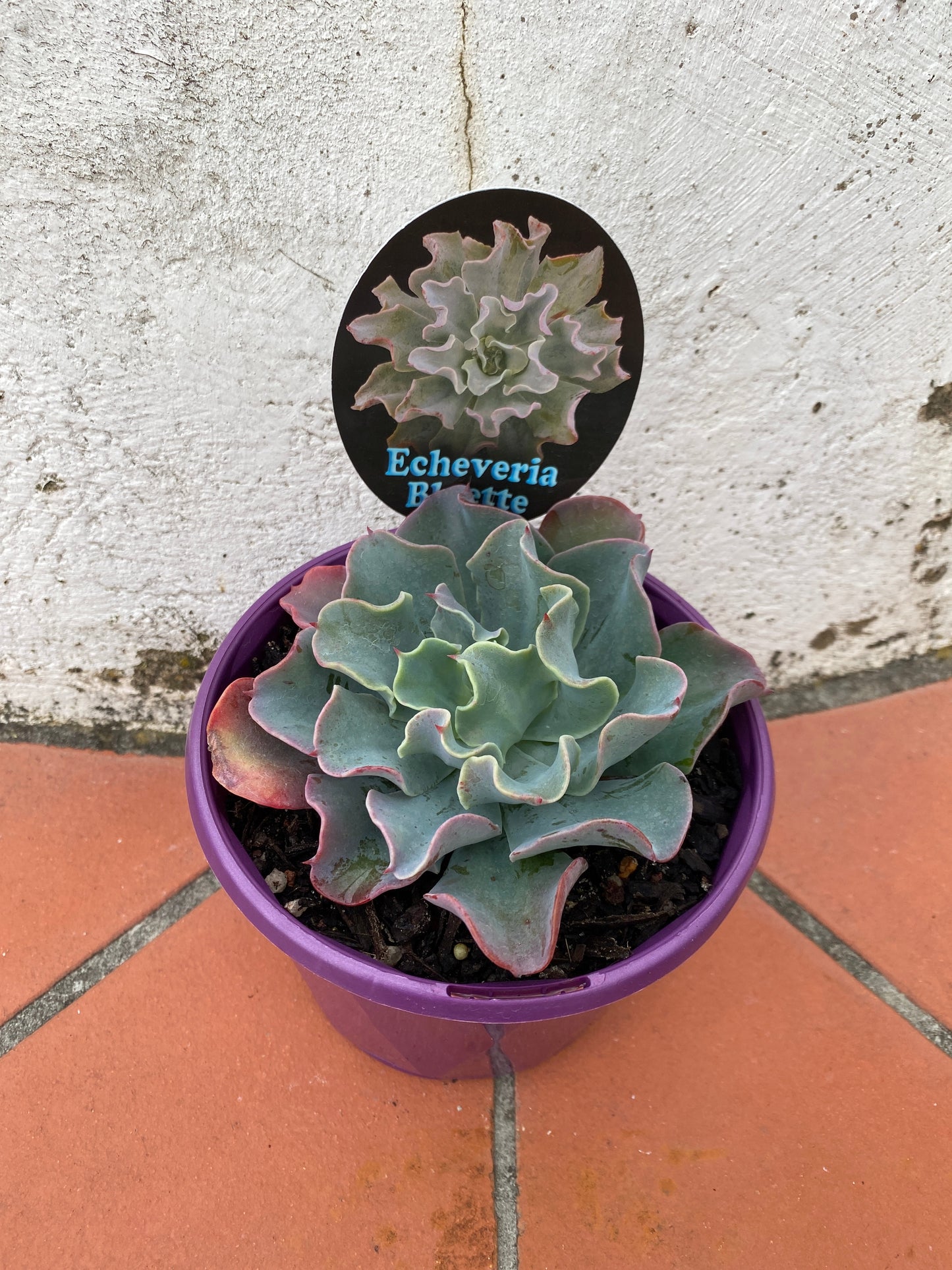 Echeveria Bluette