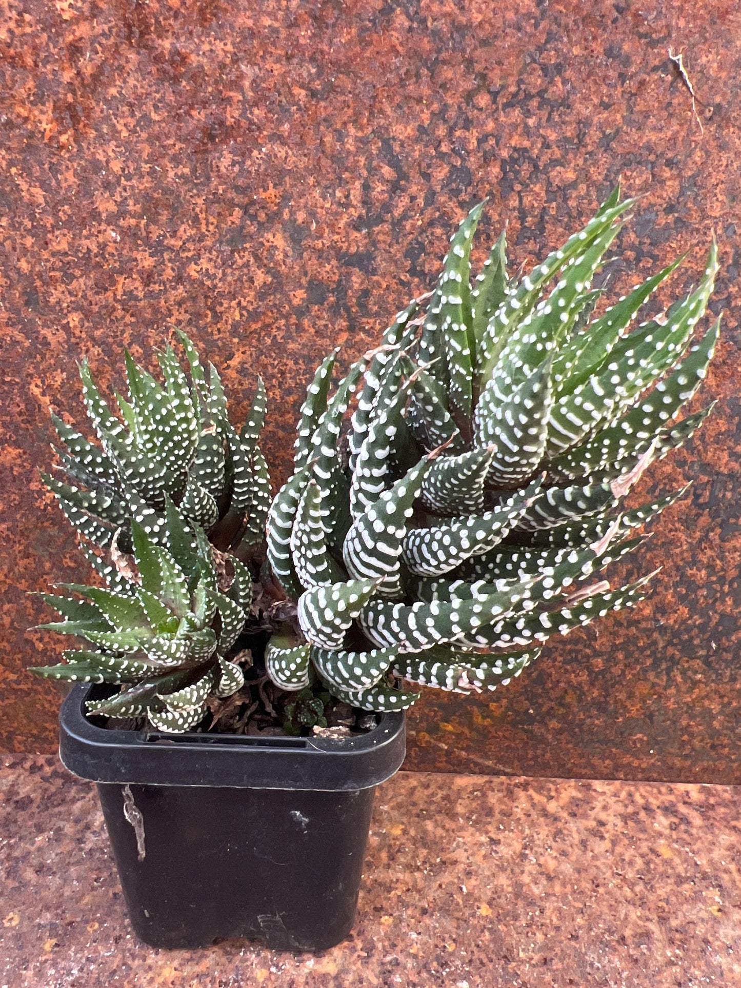 Haworthia superfasciata