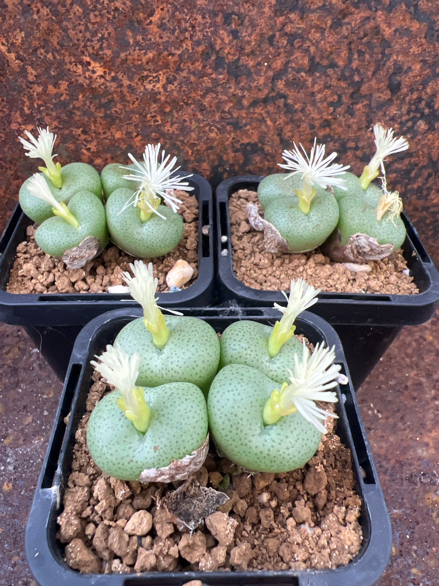 Conophytum globosum truncata