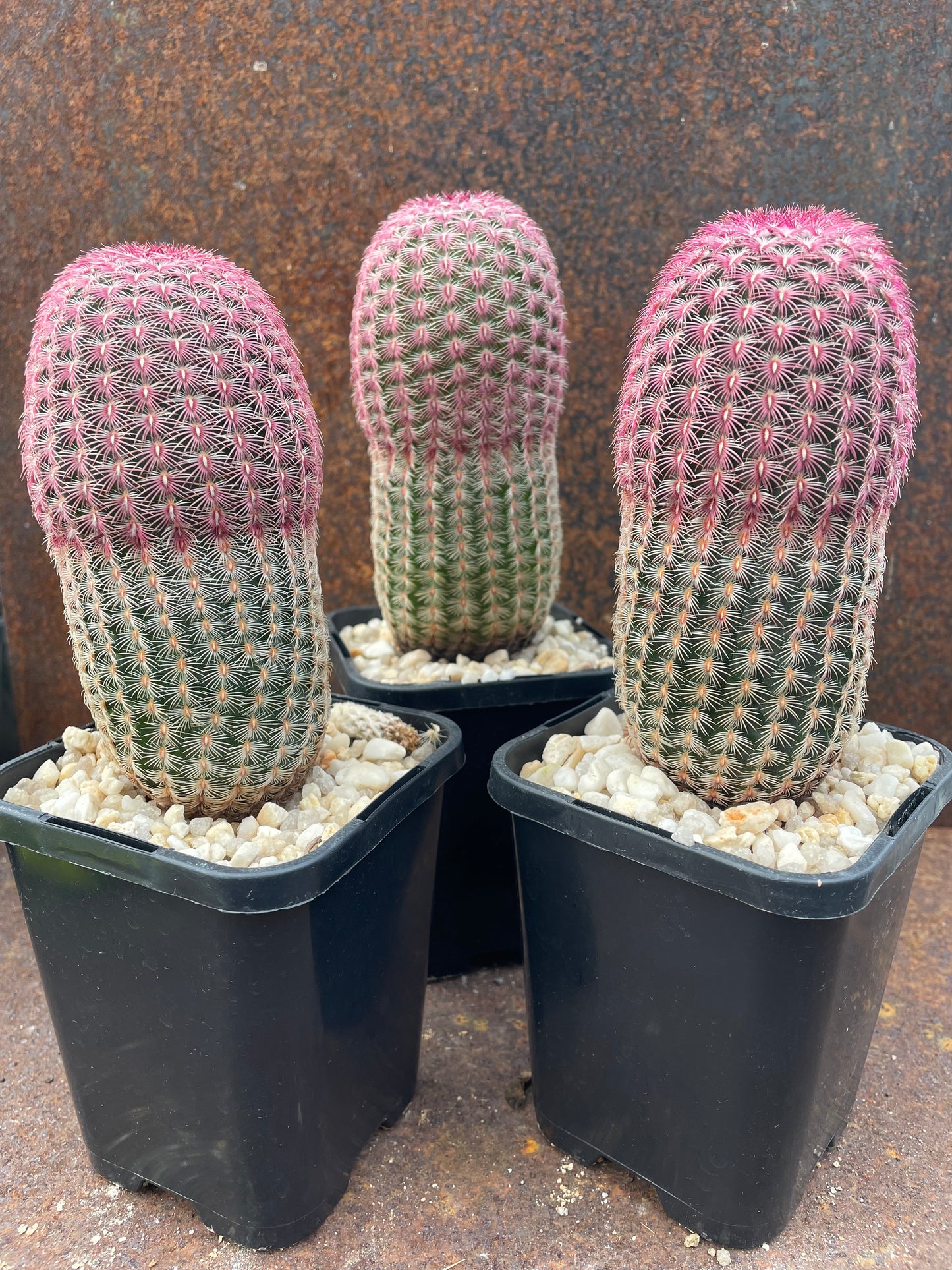 Echinocereus rigidissimus