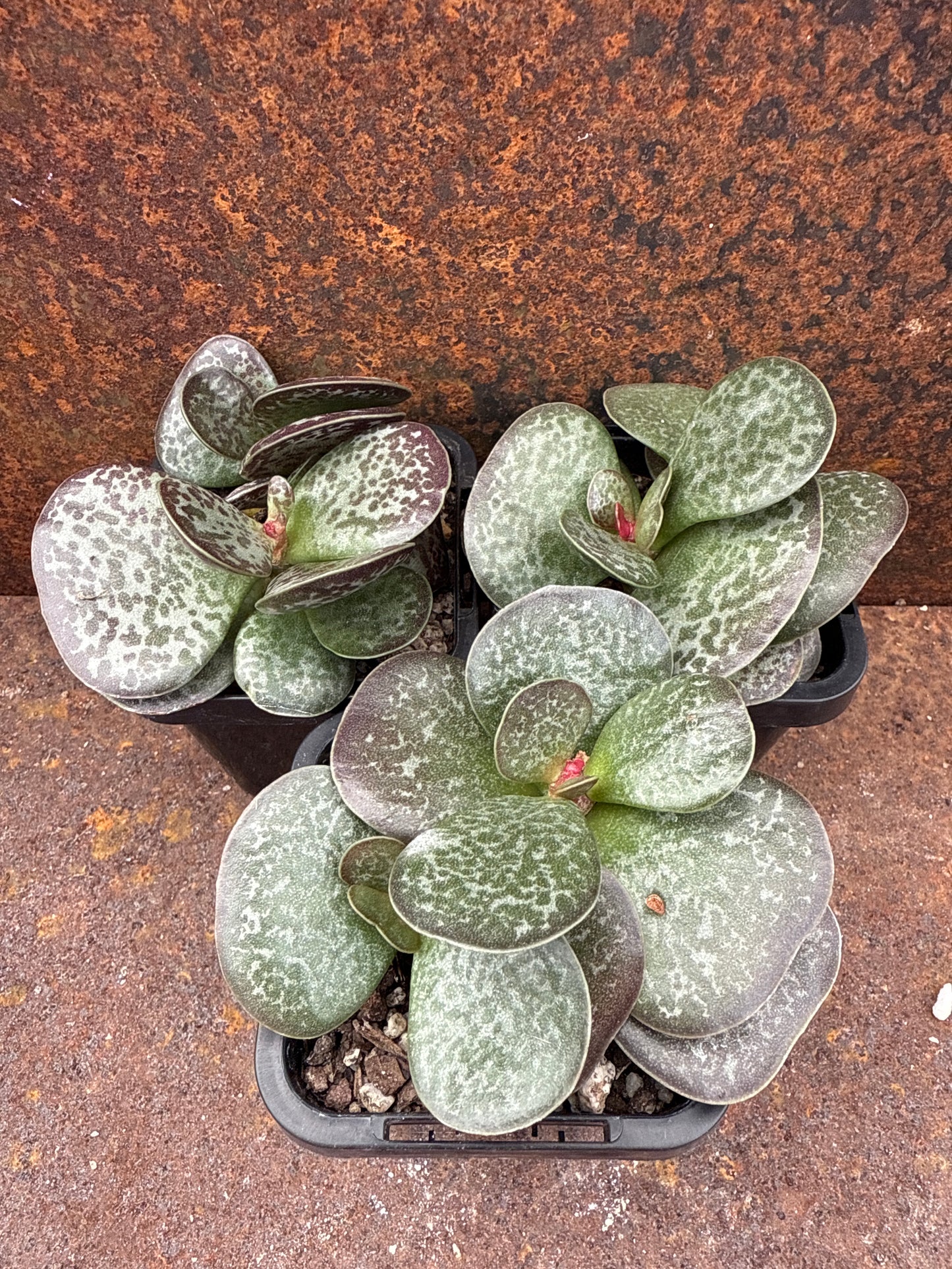 Adromischus maculatus