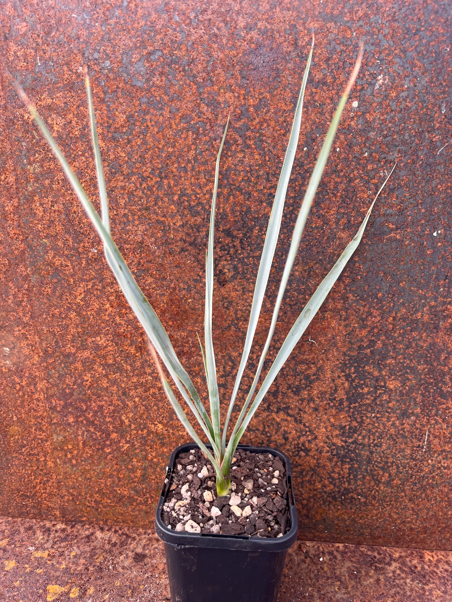 Yucca Rostrata