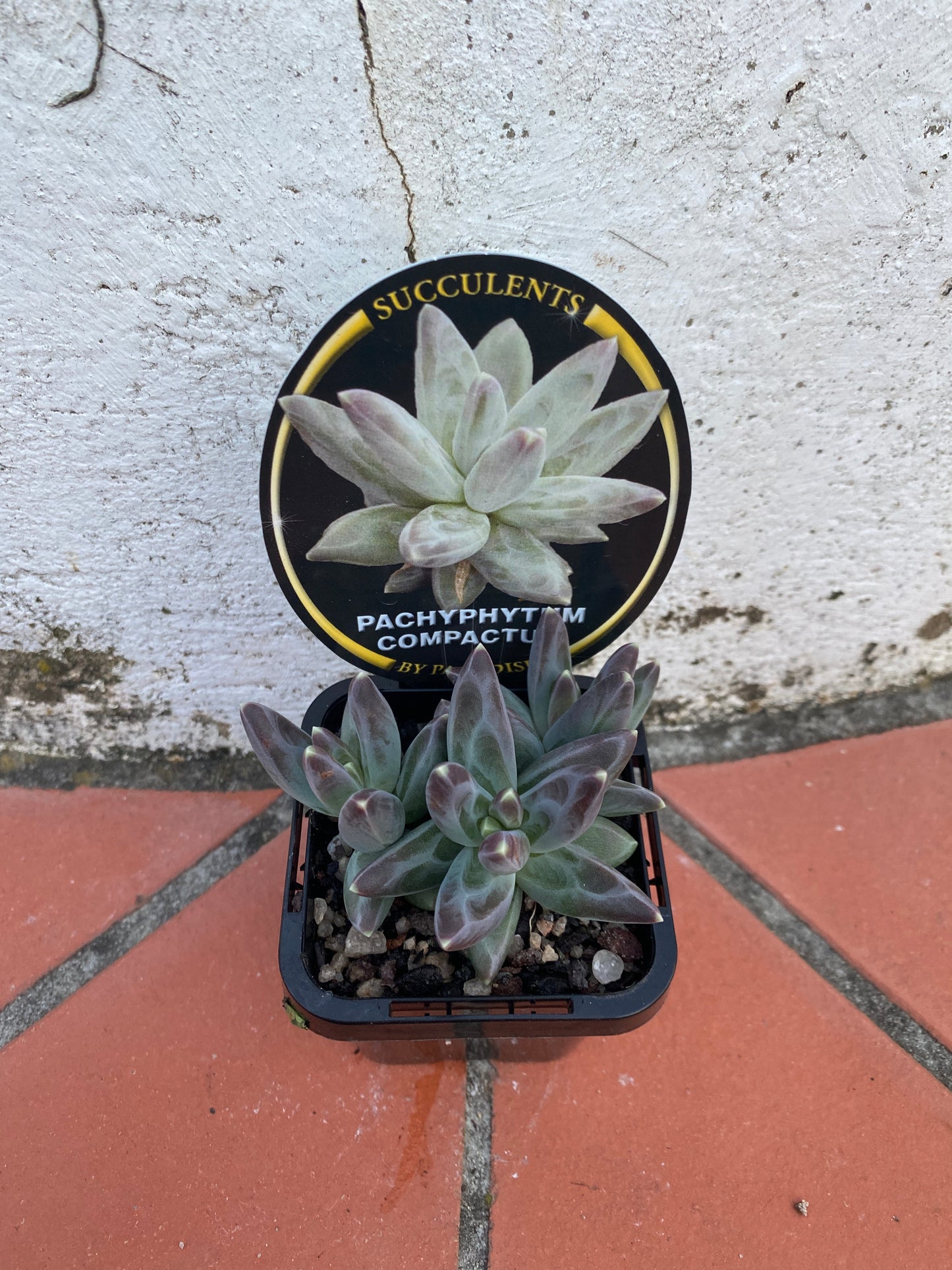 Pachyphytum compactum 'Dwarf Moonstones'