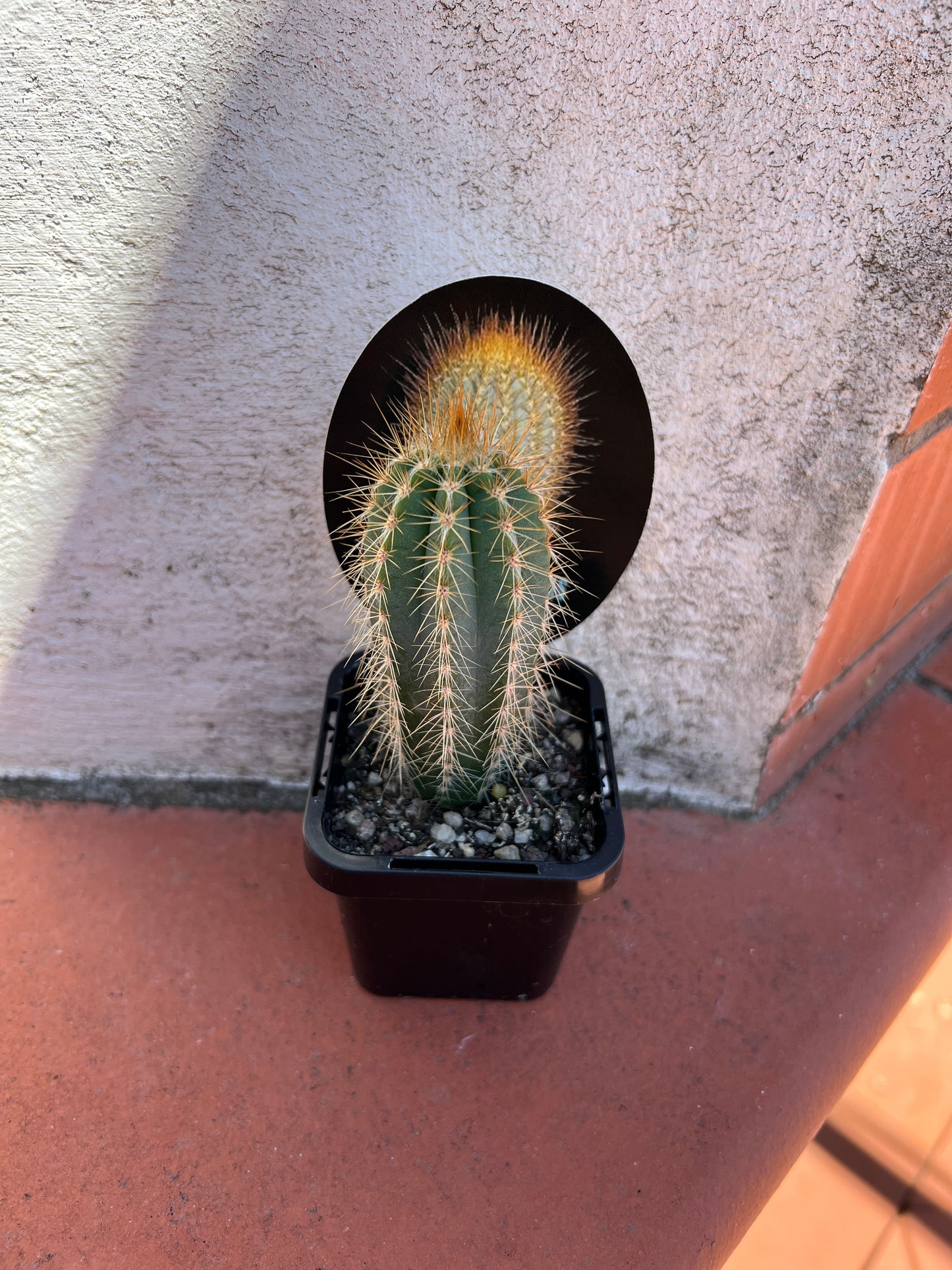 Micranthocereus purpureus