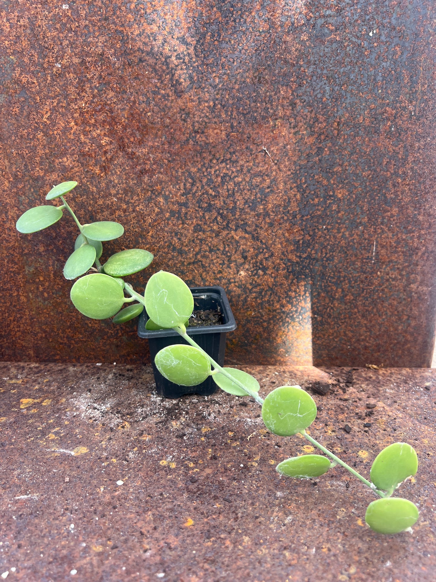 Xerosicyos danguyi ‘Silver Dollar Vine’