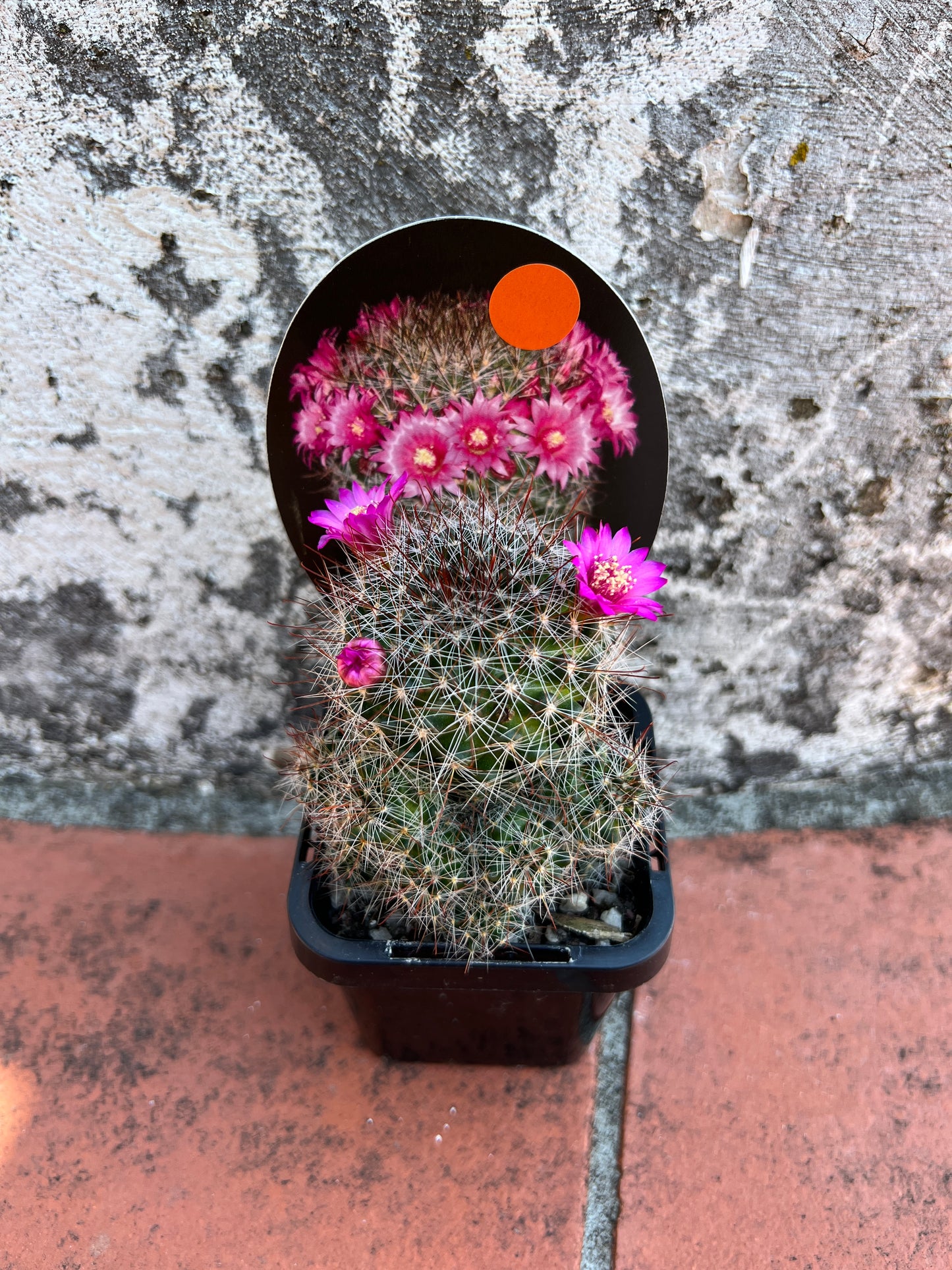 Mammillaria zeilmaniana