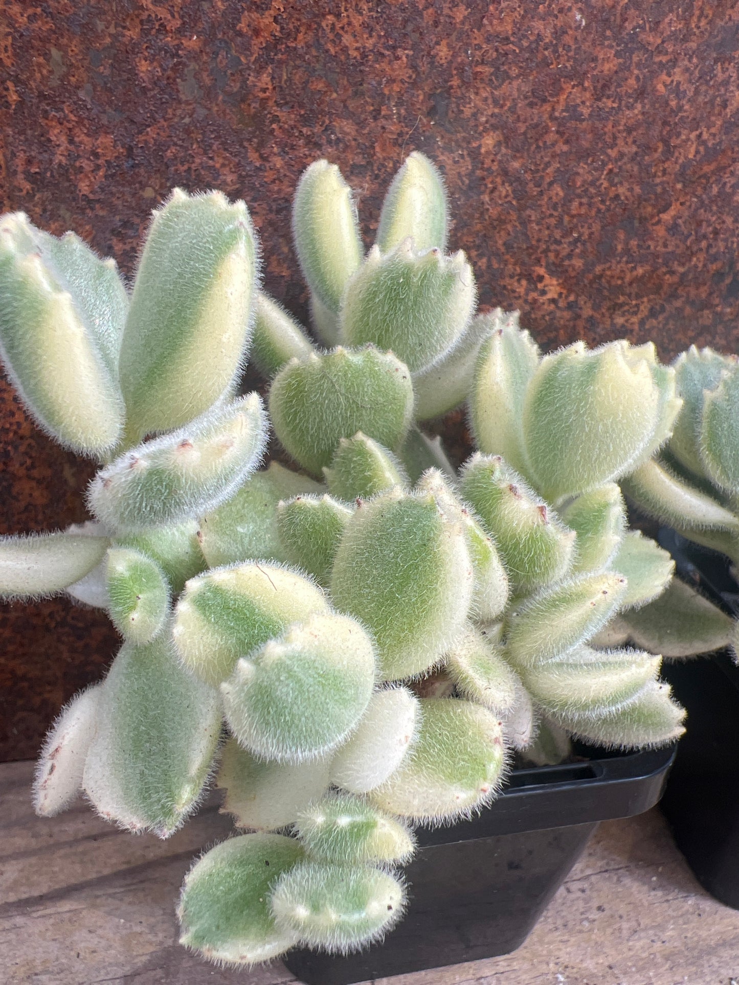 Cotyledon Bear Paw Variegated