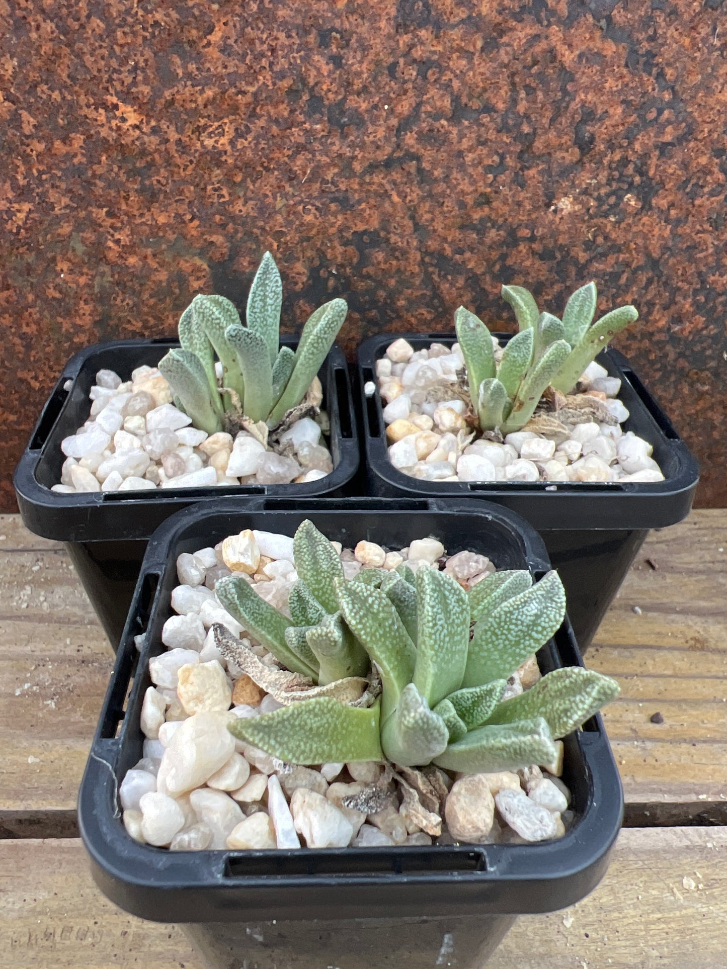 Nananthus margaritiferus