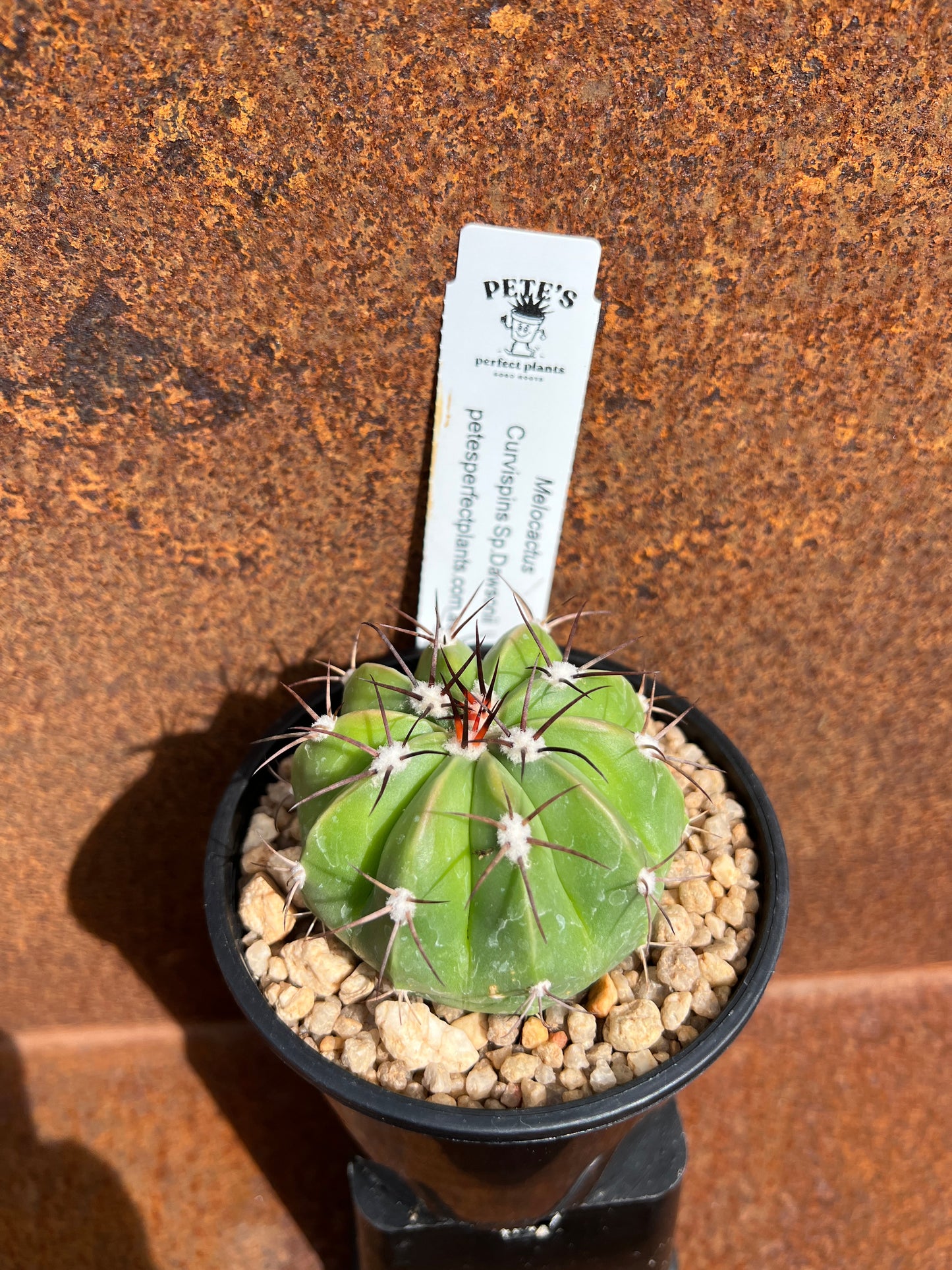 Melocactus Curvispins Sp. Dawsonii