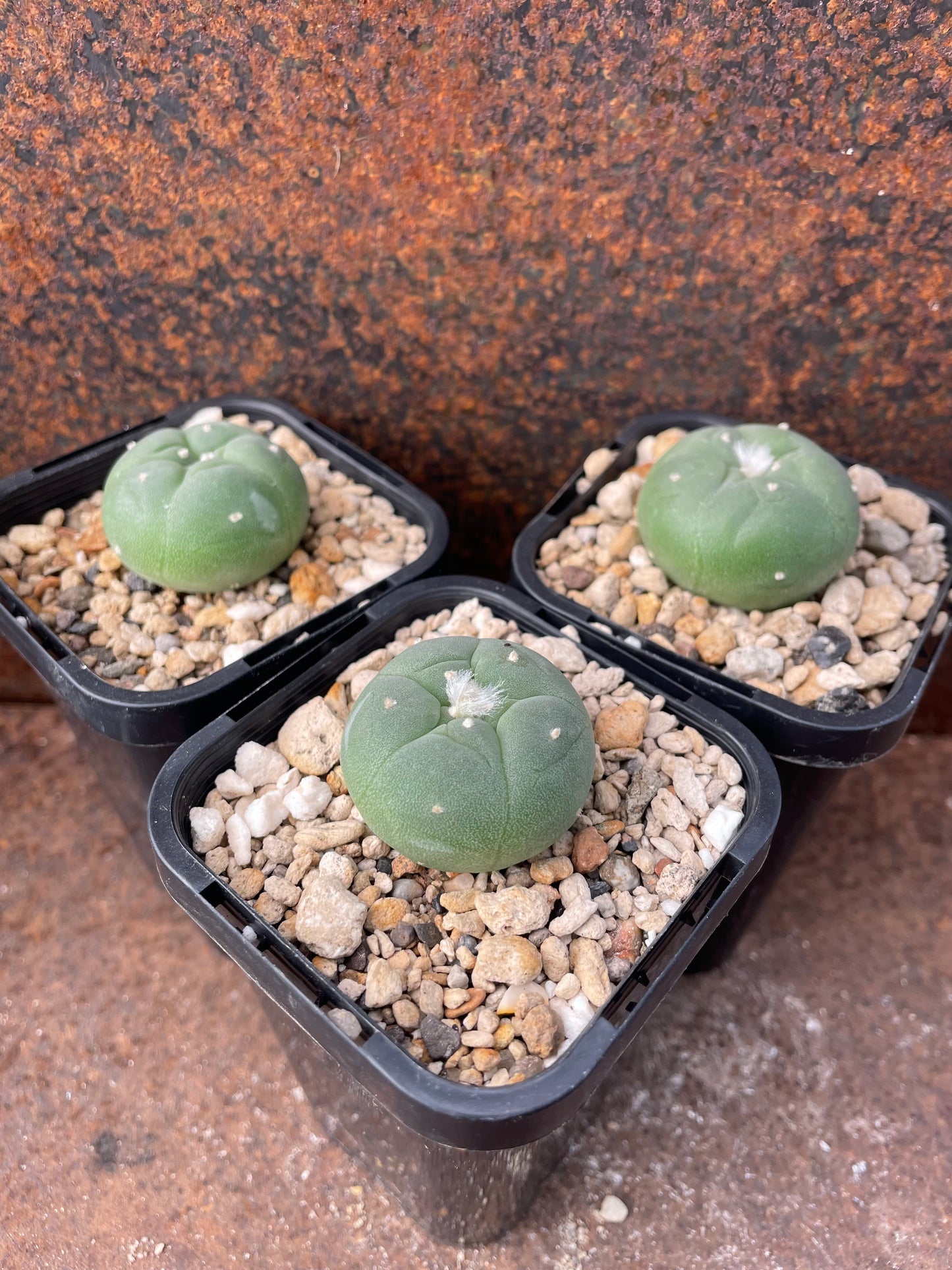 Lophophora fricii - Thai genetics (seed grown)