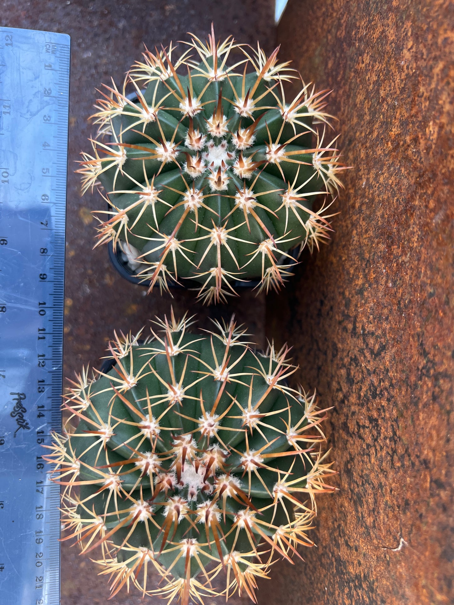 Melocactus intortus