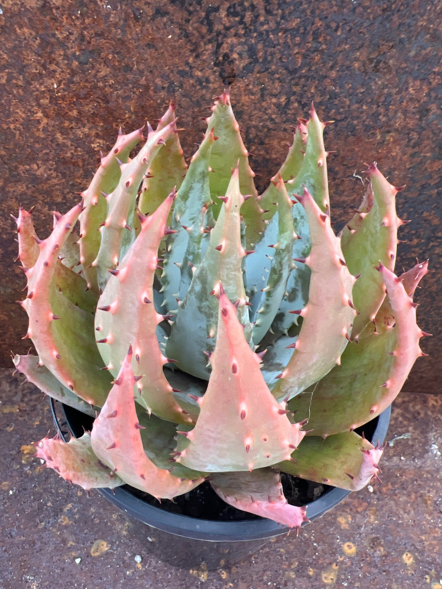 Aloe peglerae