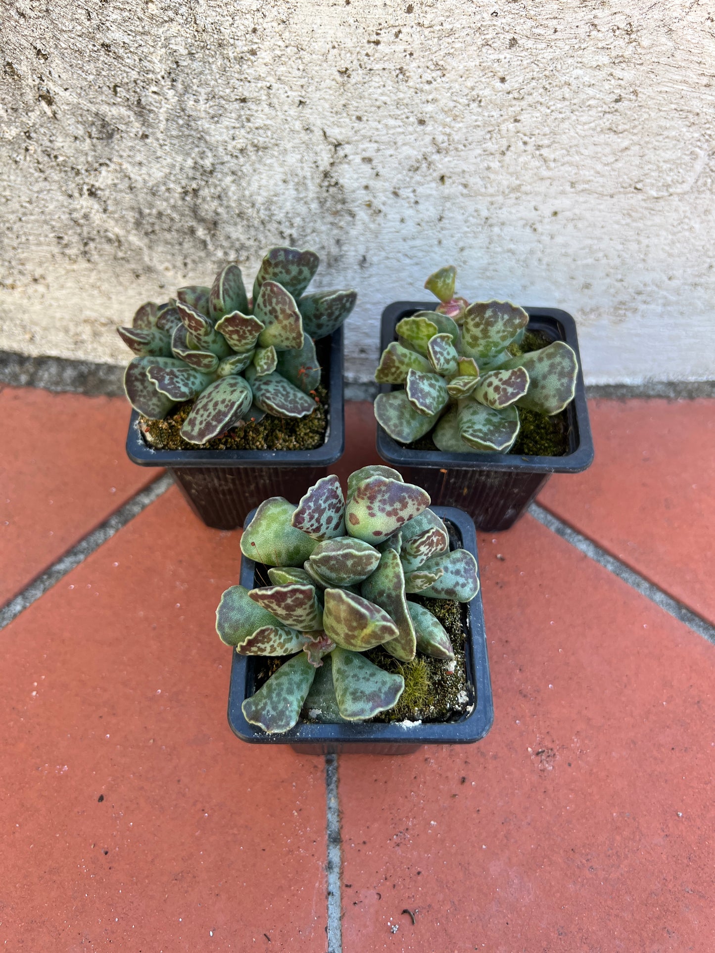 Adromischus Silver Tube