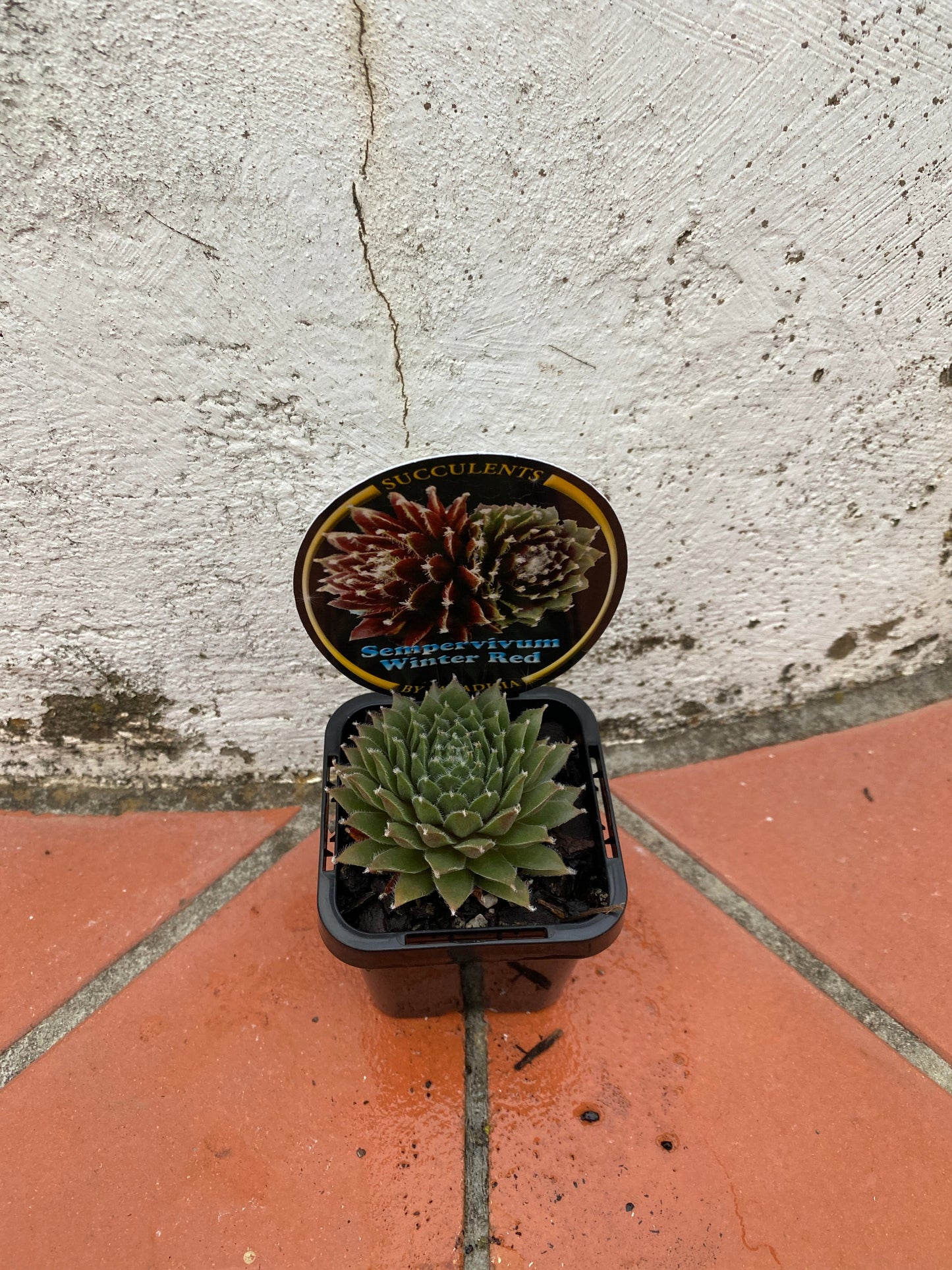Sempervivum Winter Red