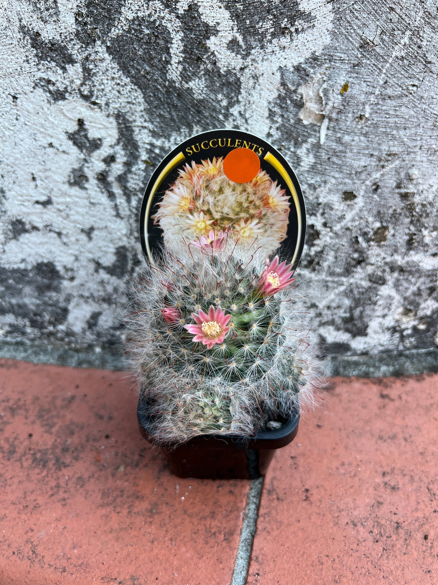 Mammillaria bocosana ‘Powder Puff Cactus’