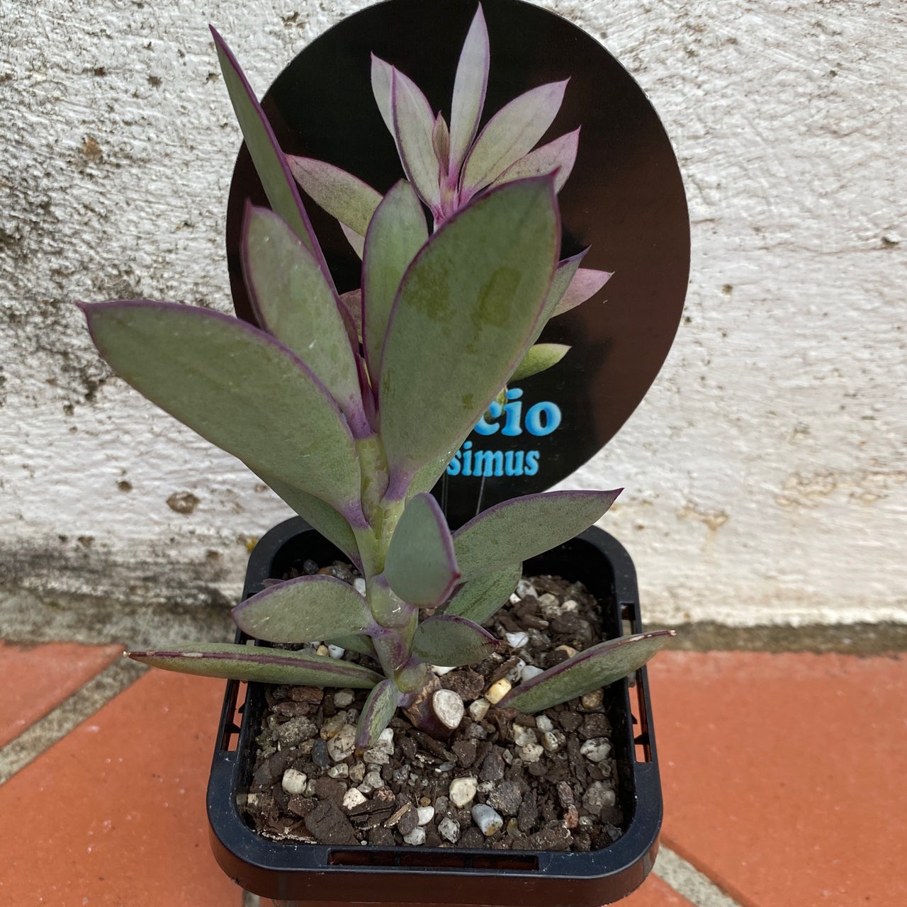 Senecio crassissimus