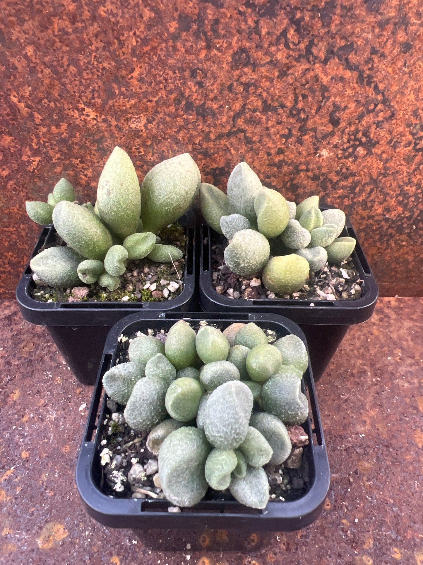 Adromischus marianae var. tanqua