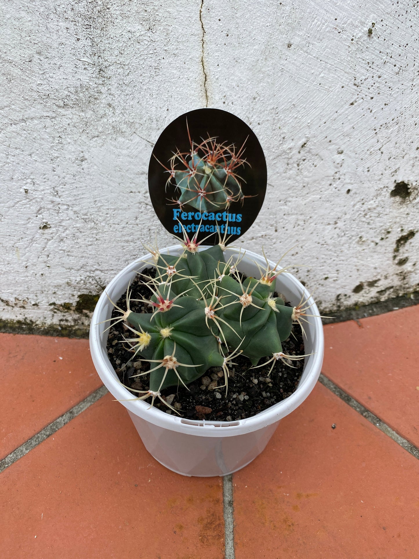 Ferocactus electracanthus