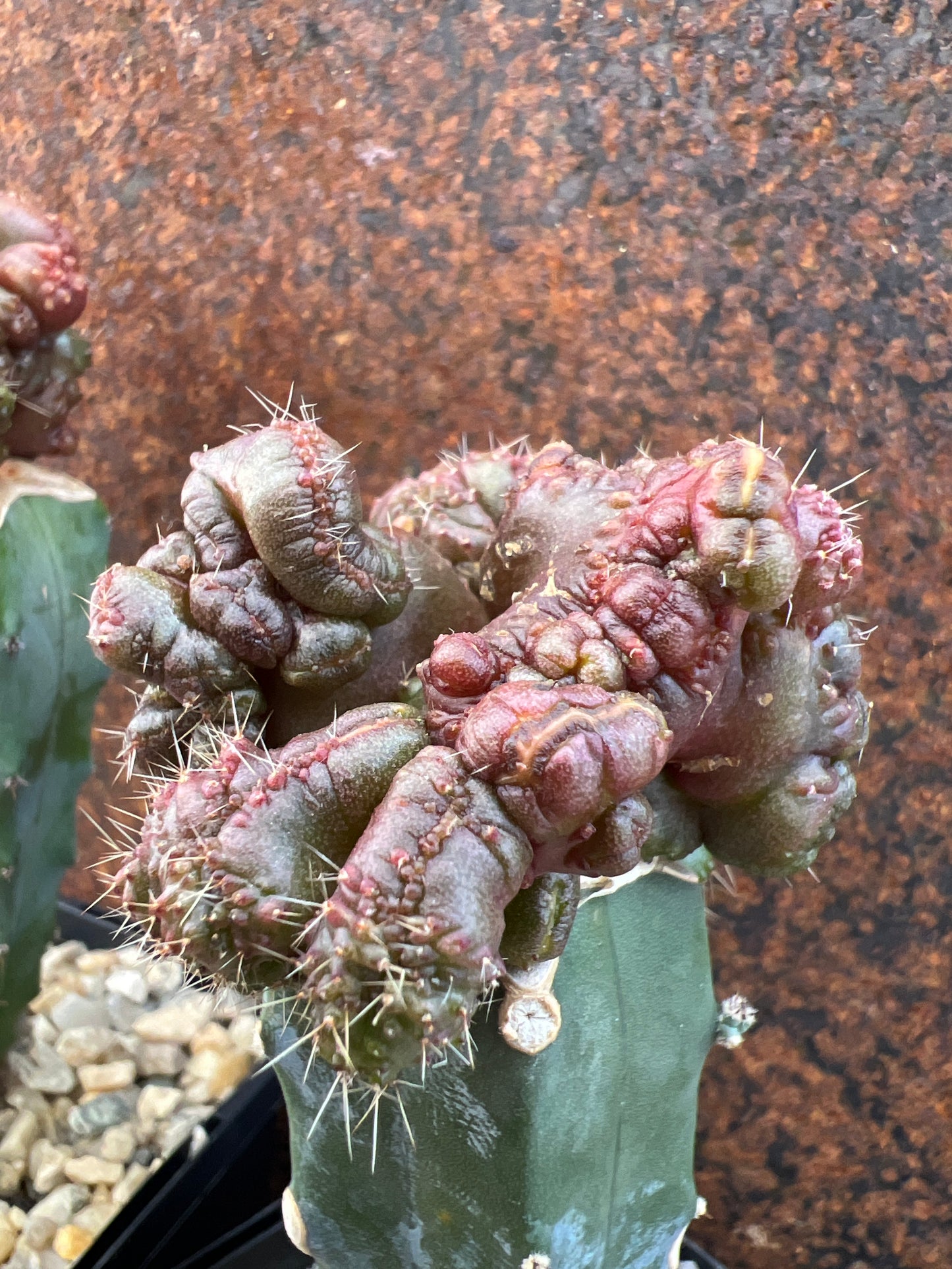 Echinopsis cv chocolate (graft)