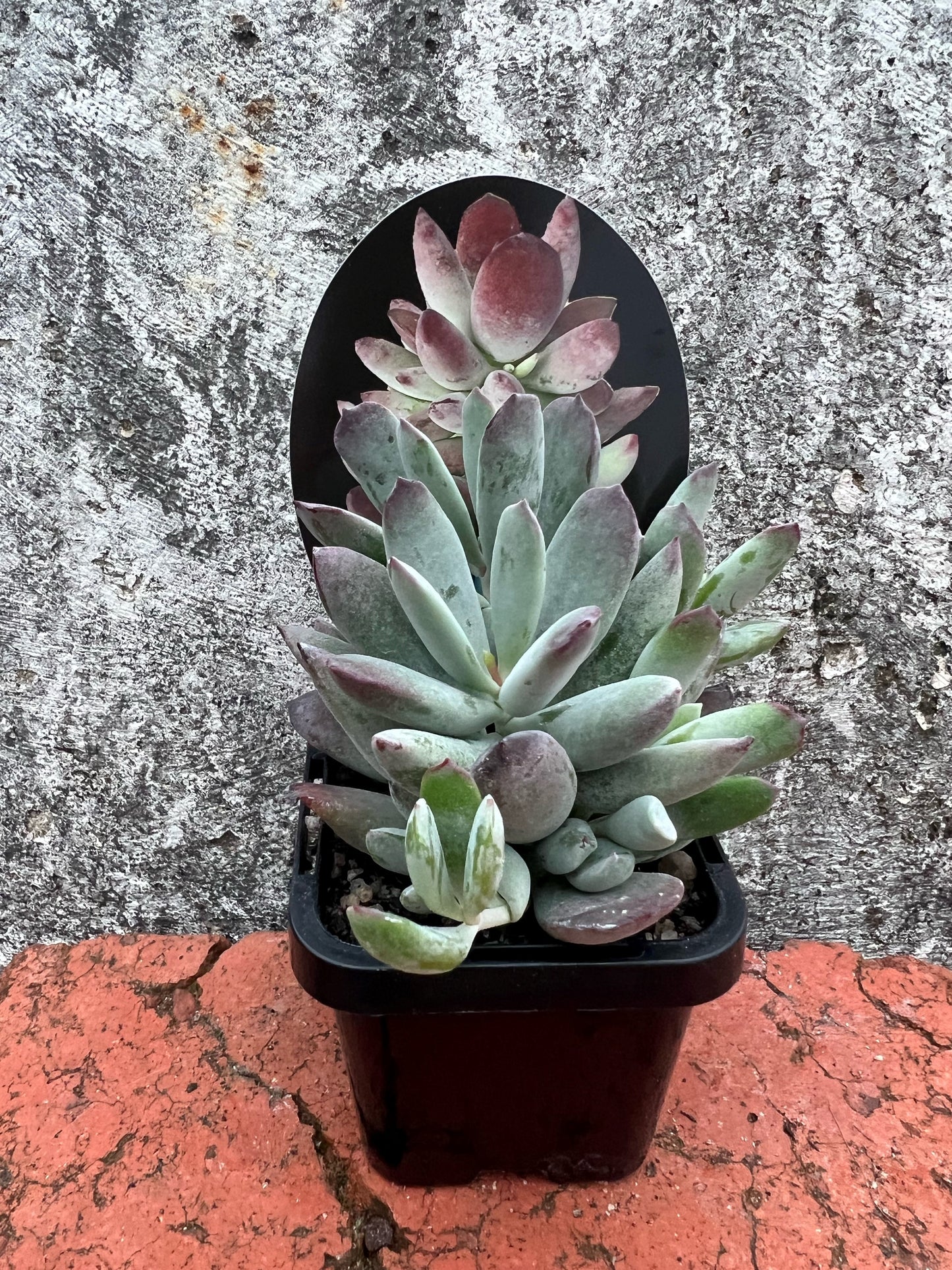 Cotyledon 'Happy Mamma'