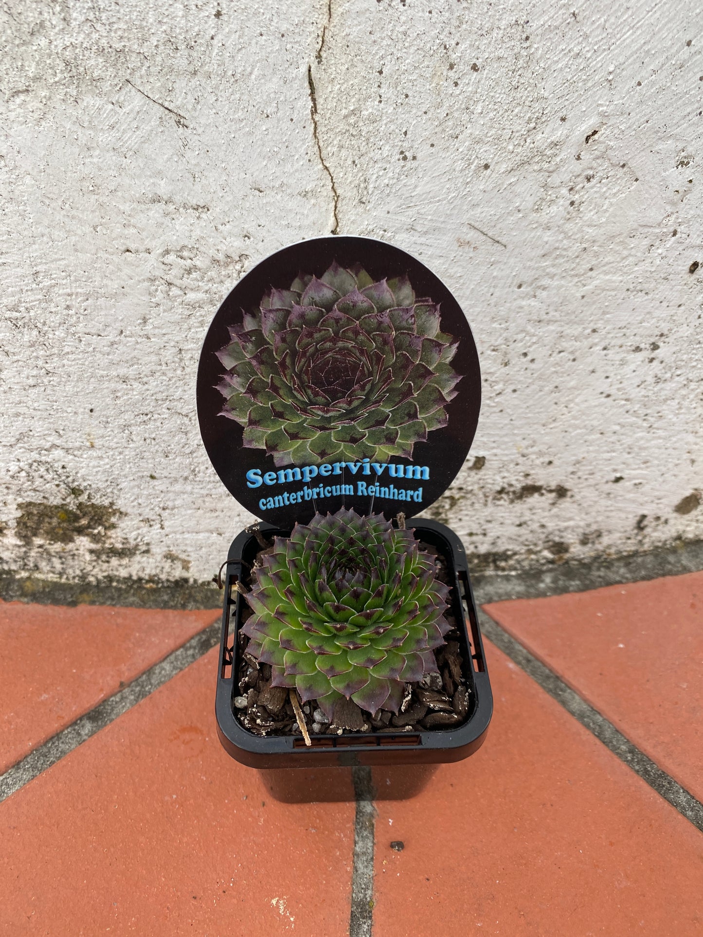 Sempervivum canterbricum Reinhard