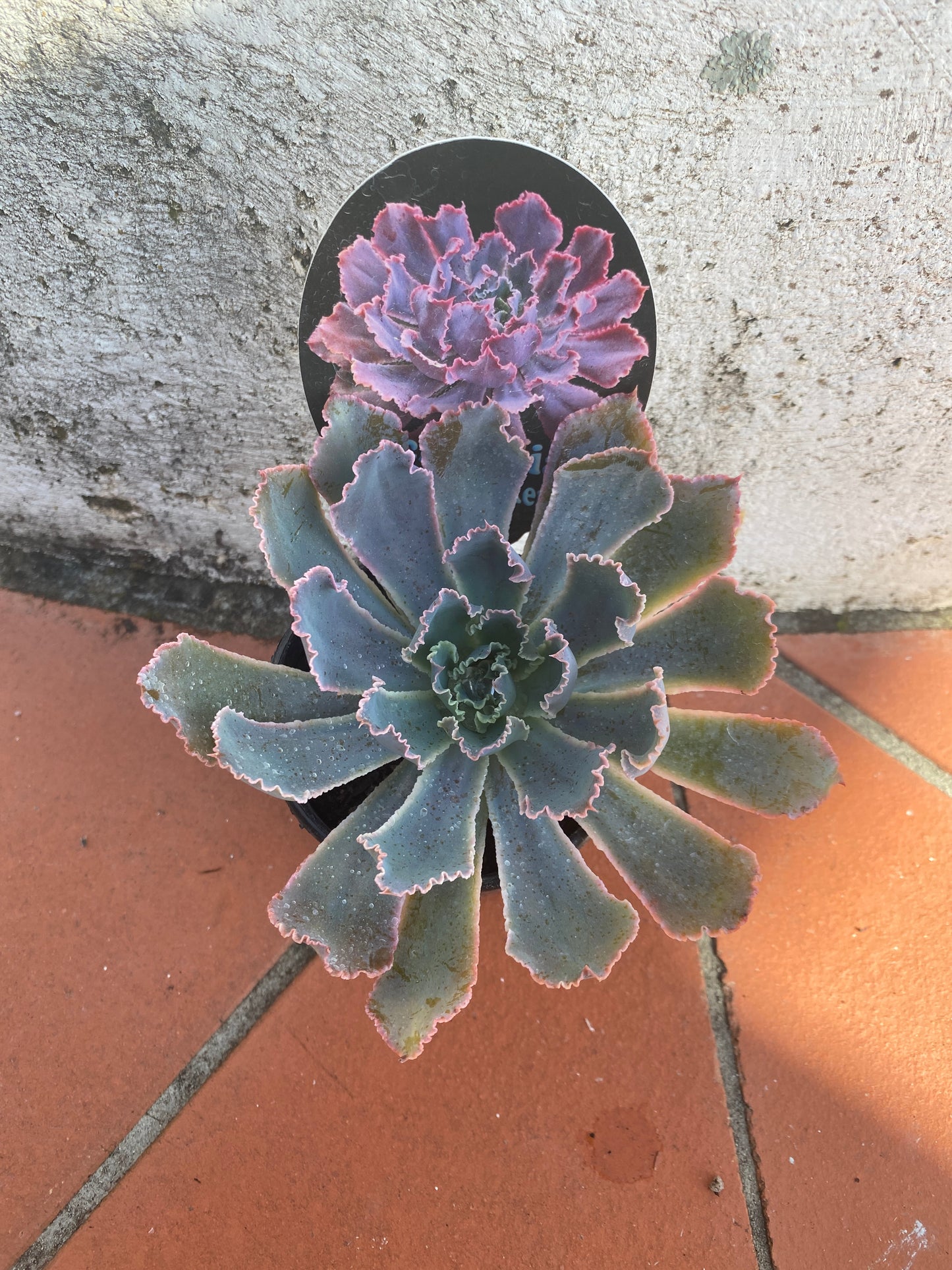 Echeveria Neon Breakers