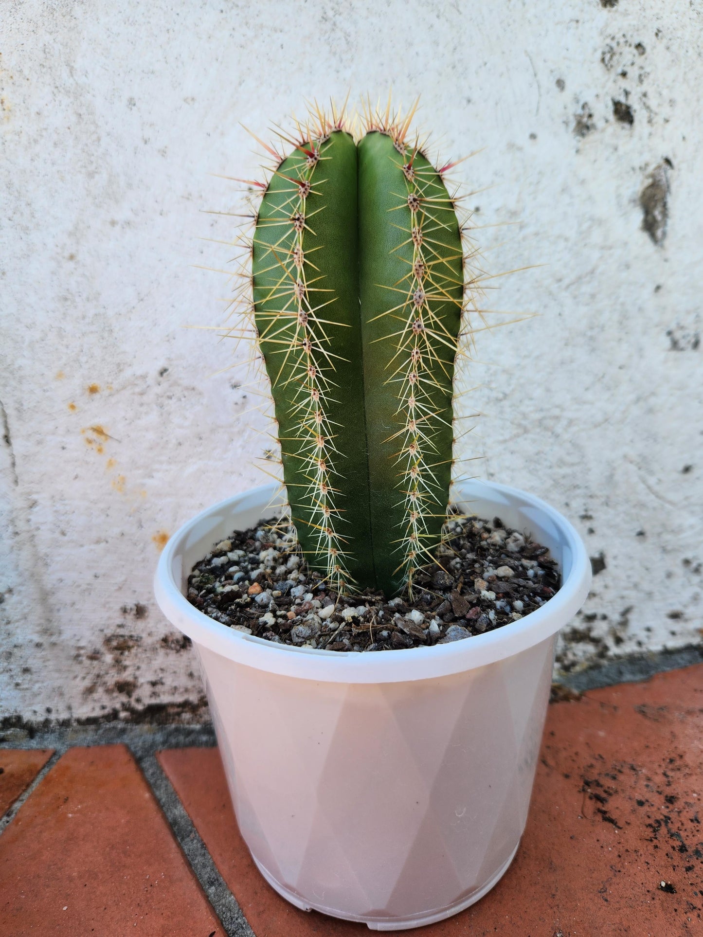 Lemaireocereus Dumorterii