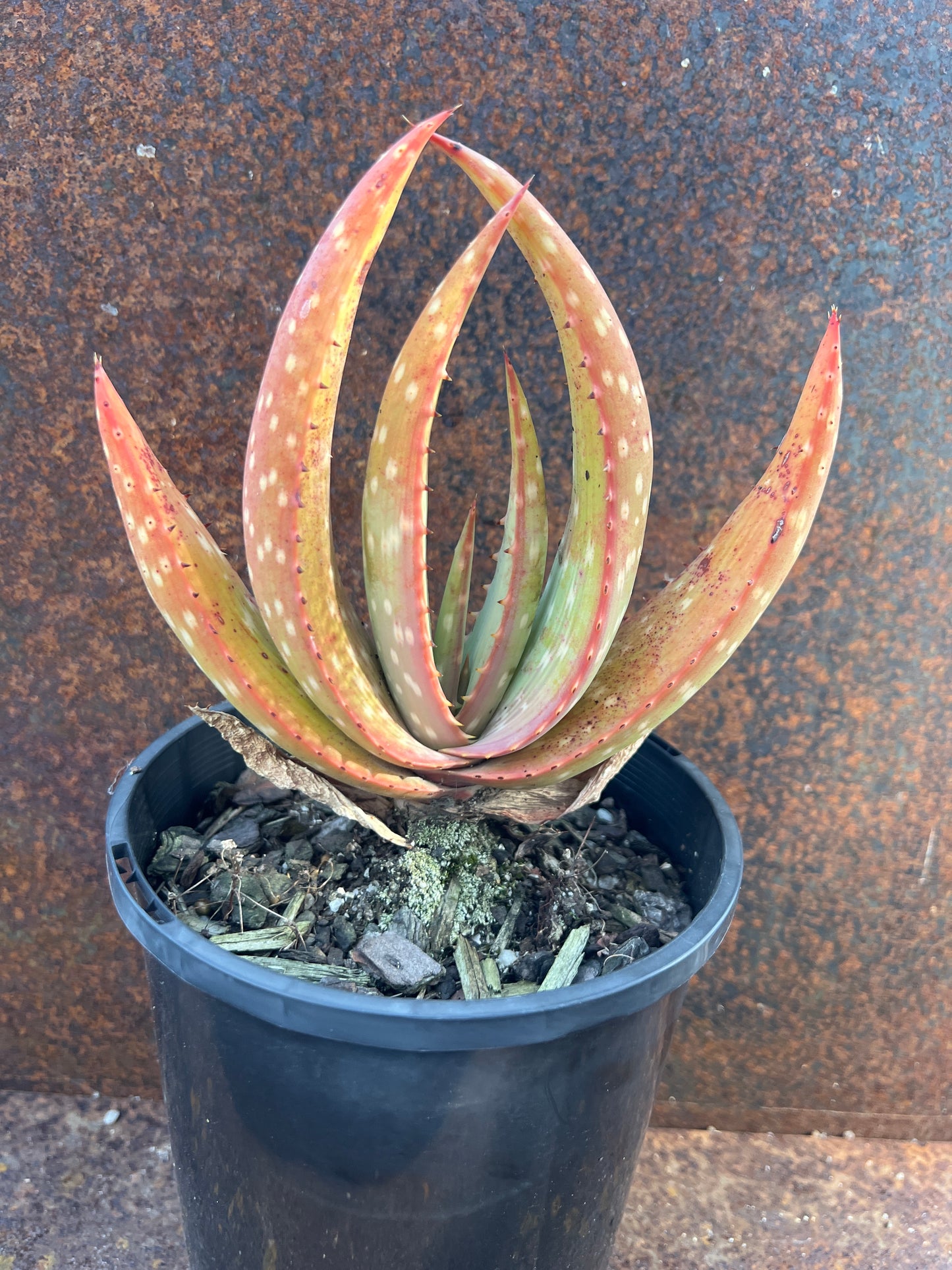 Aloe gariepensis ‘Gariep River Aloe’