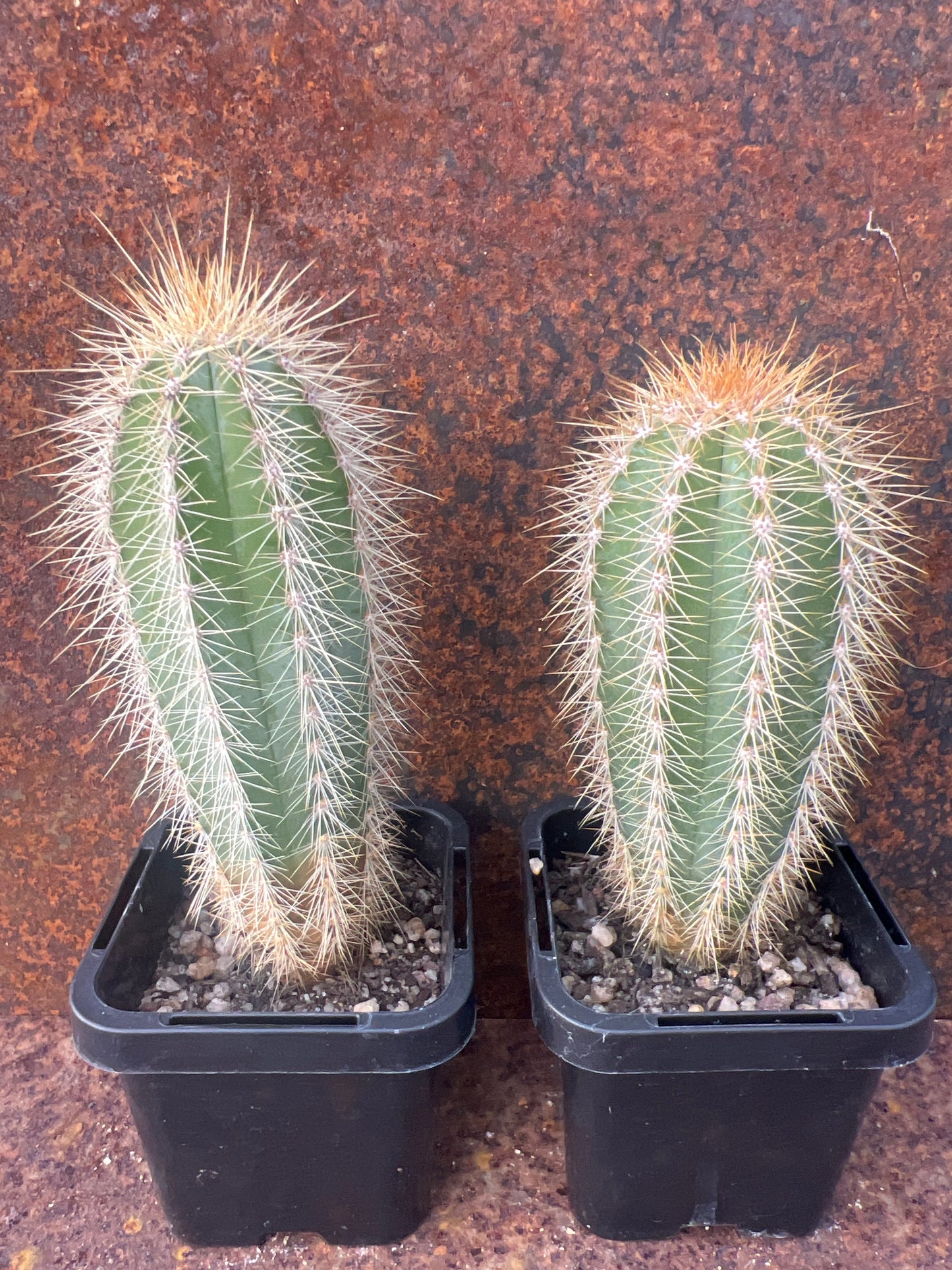 Pilocereus fulvilanatus