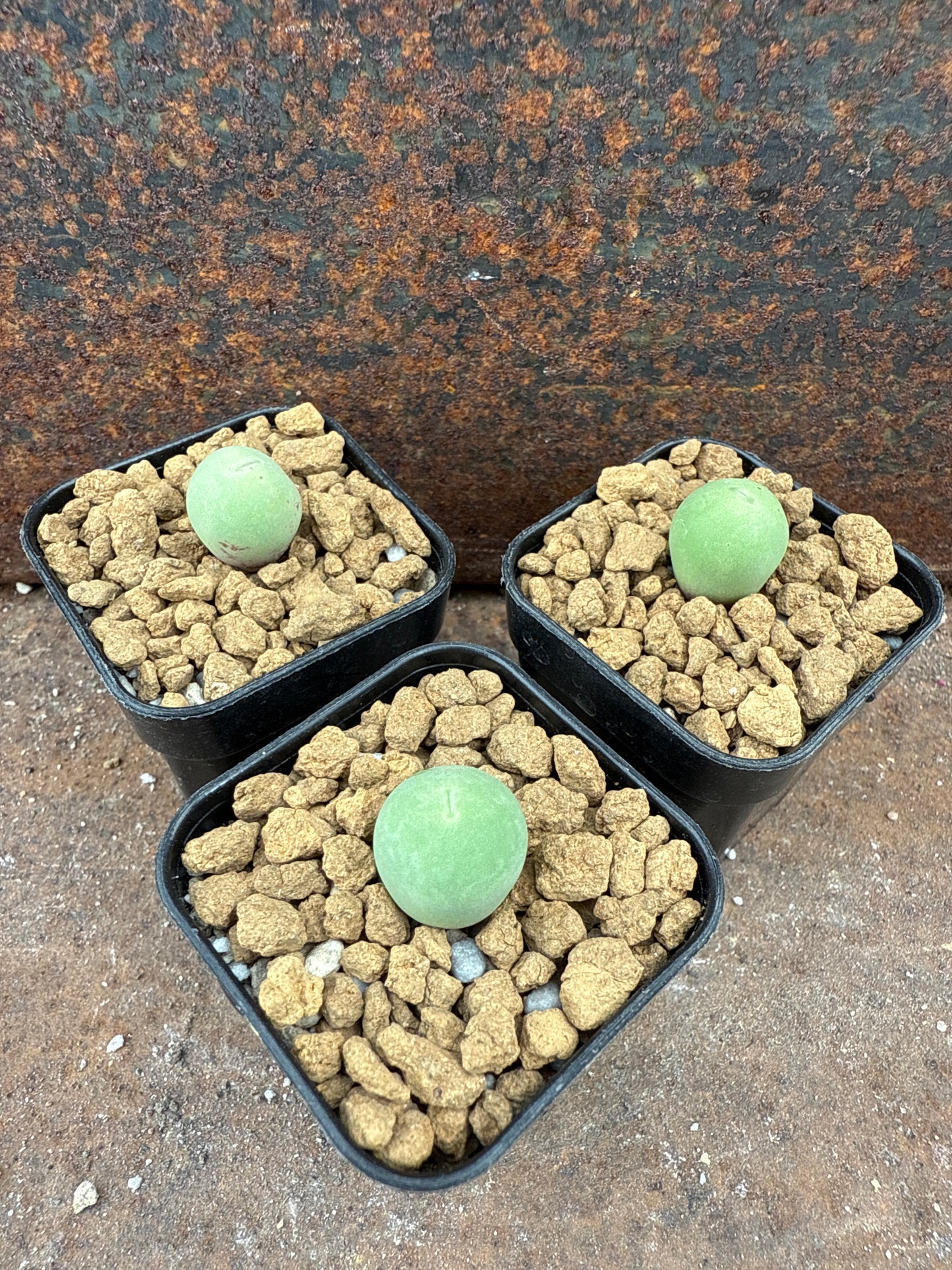 Conophytum calculus