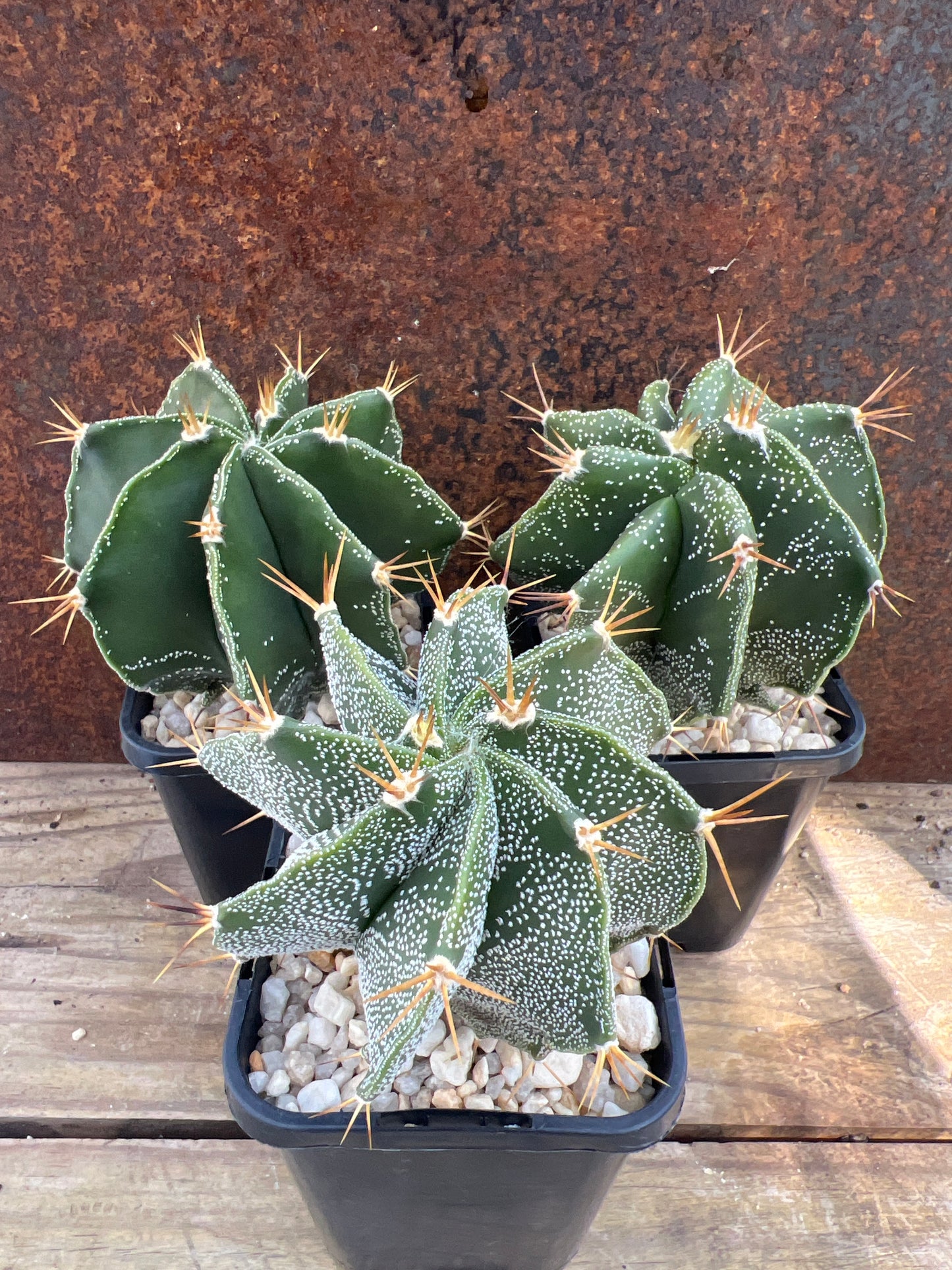 Astrophytum ornatum